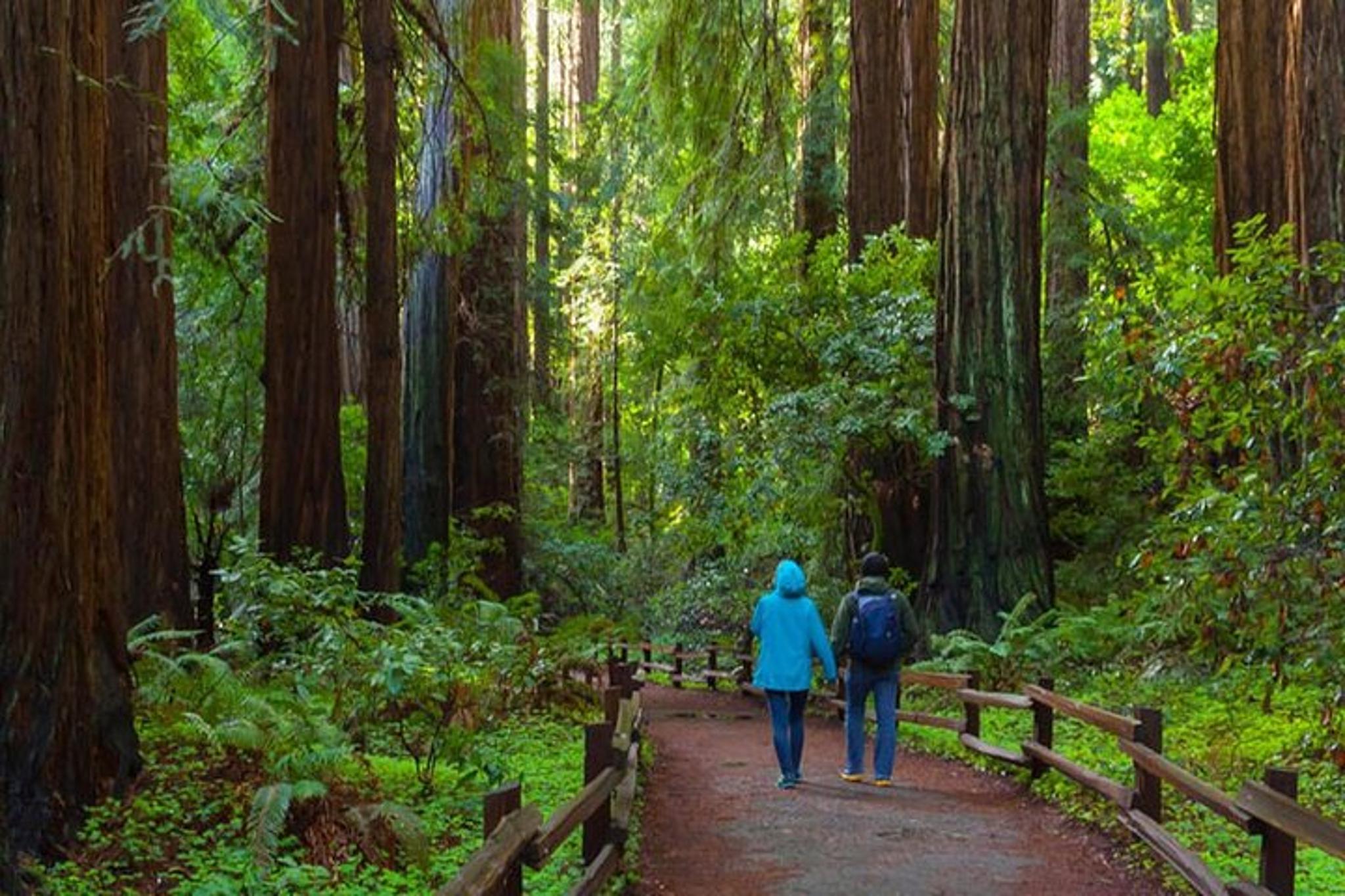 Muir Woods Walking Tour - Image 4