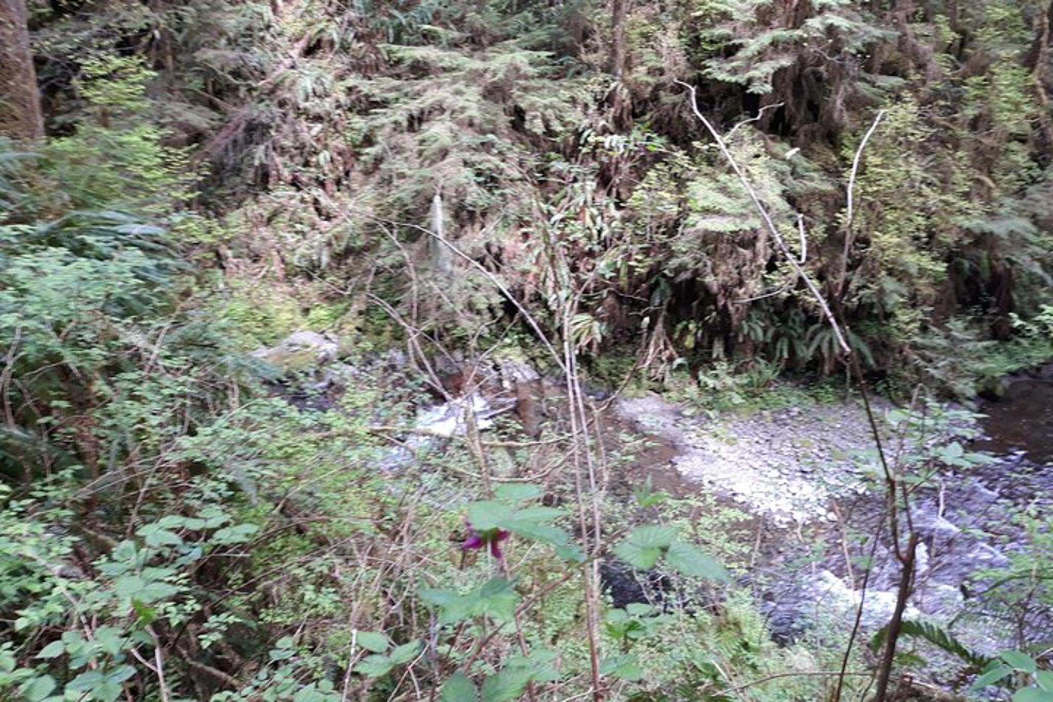 Olympic Peninsula Forest Tour - Image 5