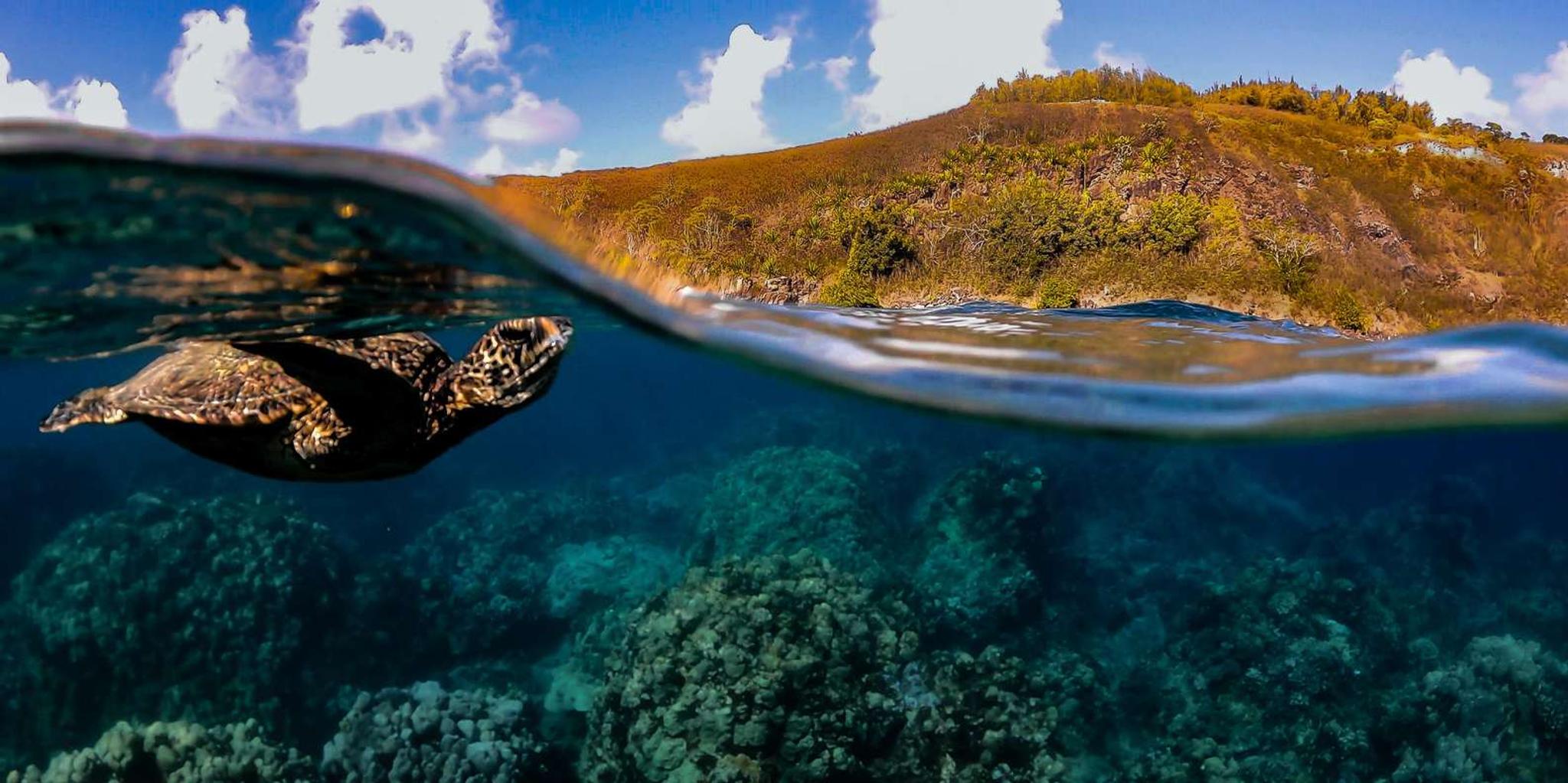 Maui Turtle Town Sunset Snorkel - Image 4
