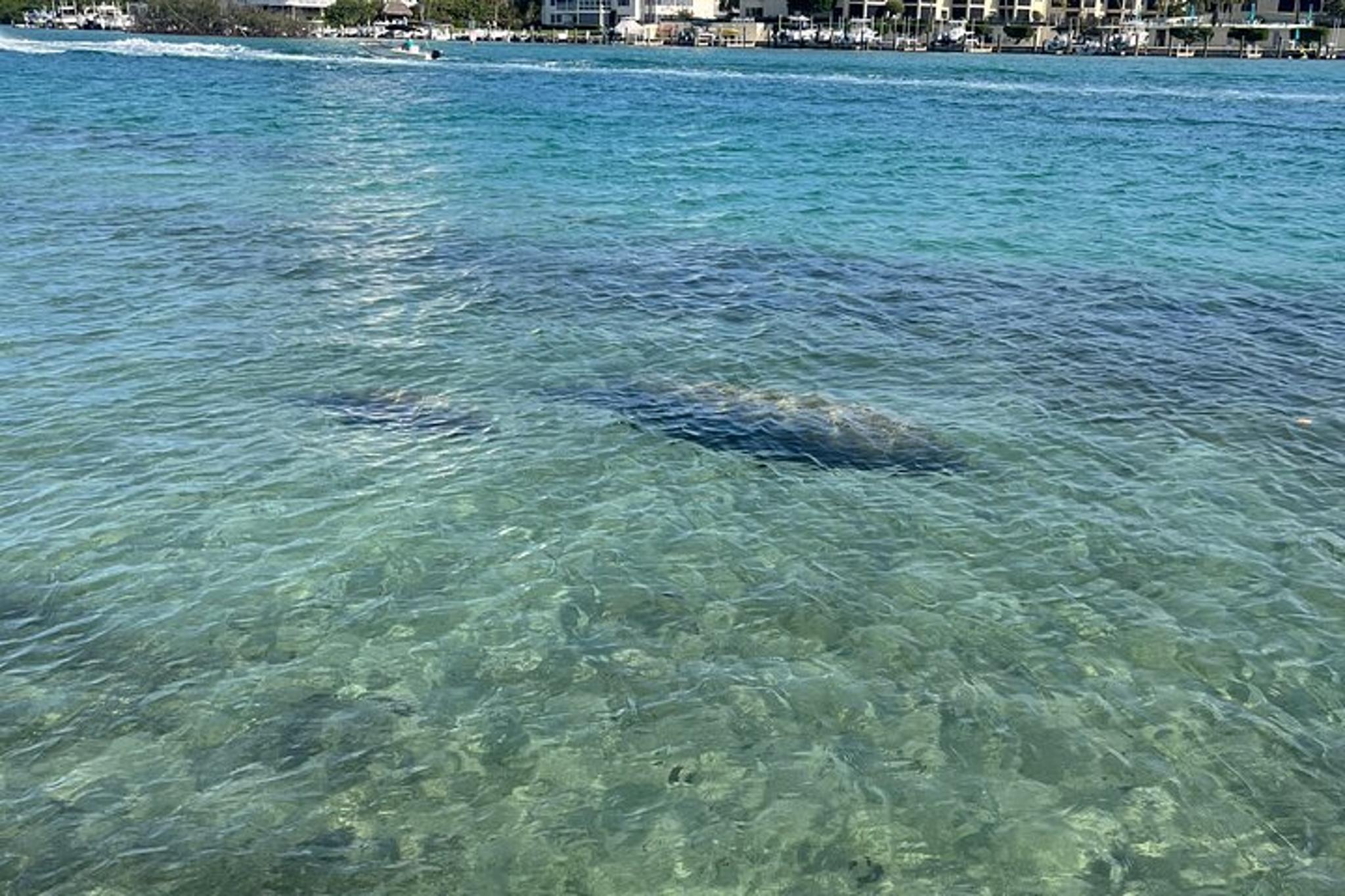 Jupiter Paddleboard Tour - Image 3