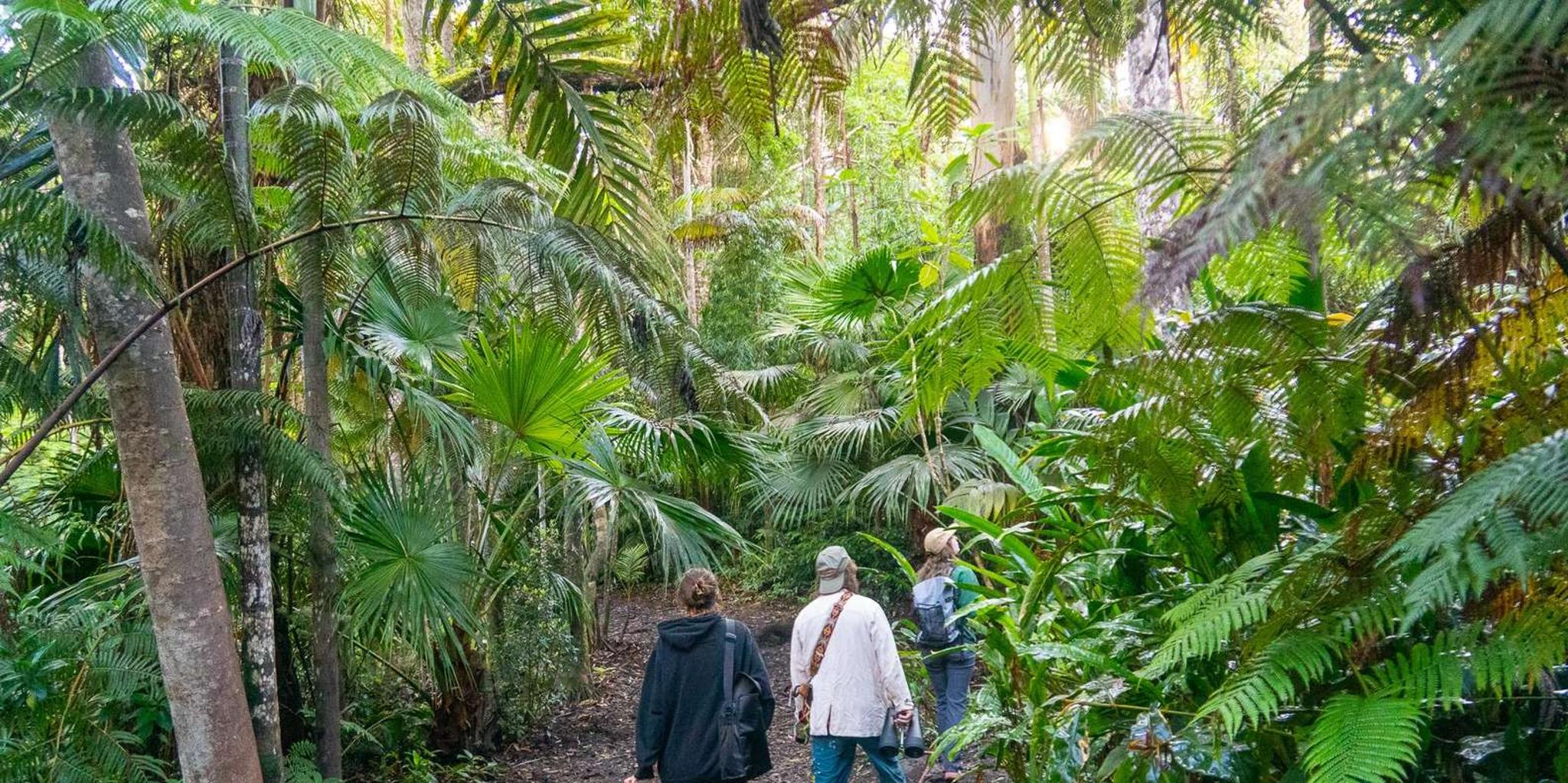 Kona Cloud Forest Sanctuary Guided Walk - Image 4