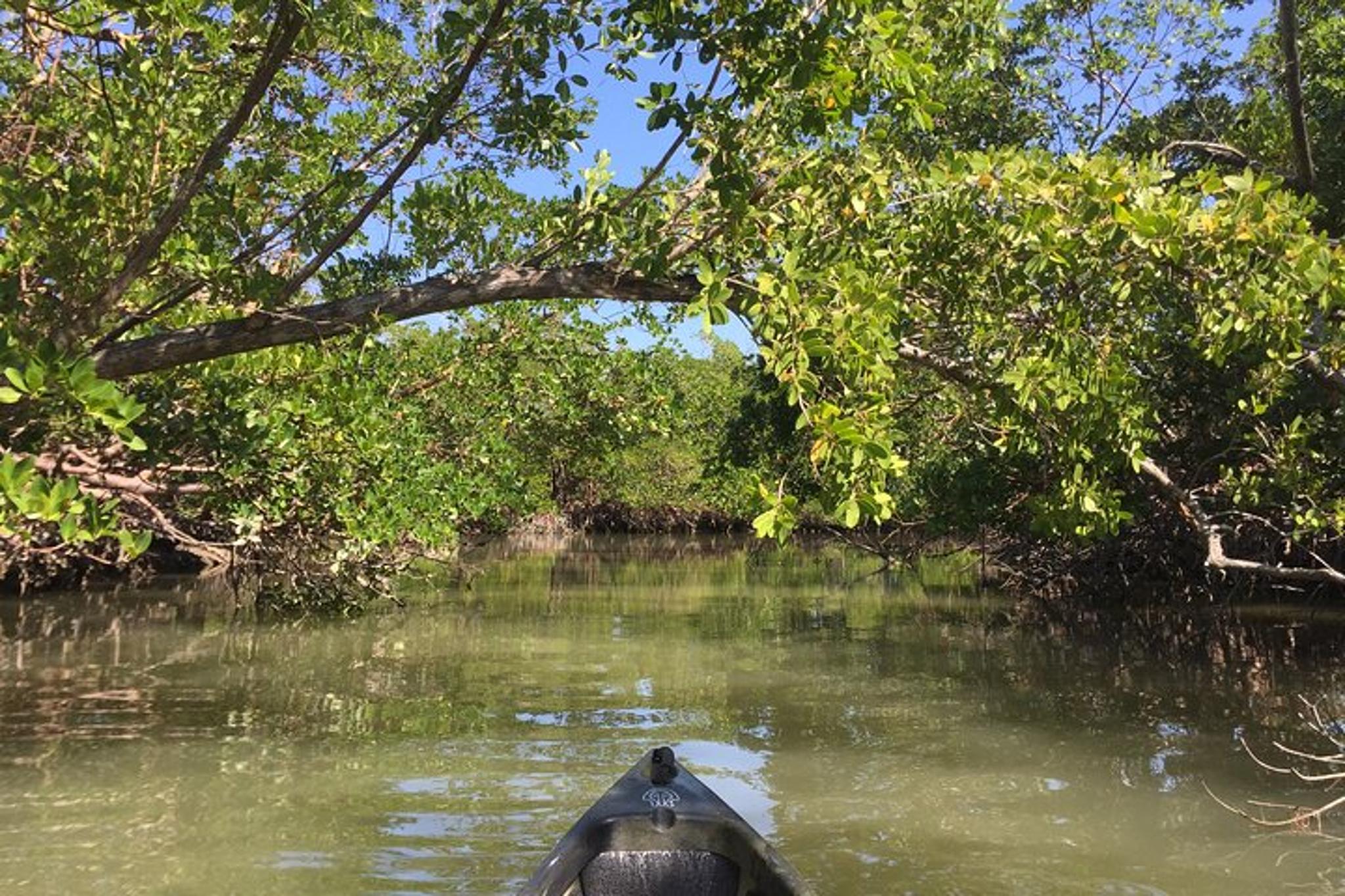 Marco Island Mangrove Tunnel Kayak Adventure - Image 3