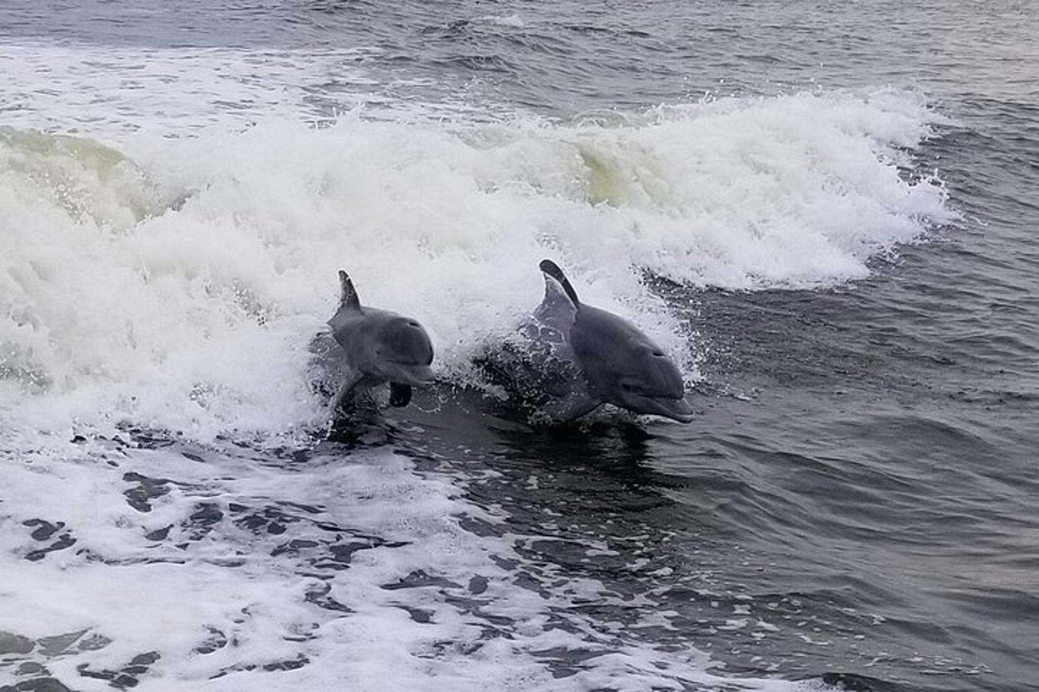 Merritt Island Craigcat Rental 1 hr - Image 2