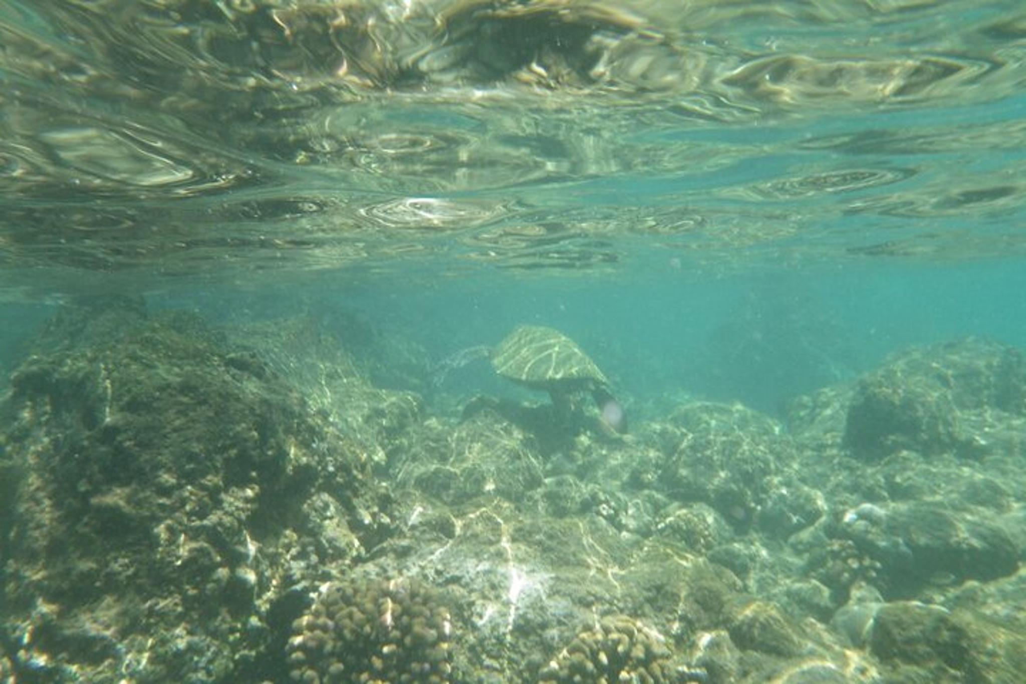 Kailua-Kona Ocean Kayak and Snorkel Tour 4 hr - Image 5