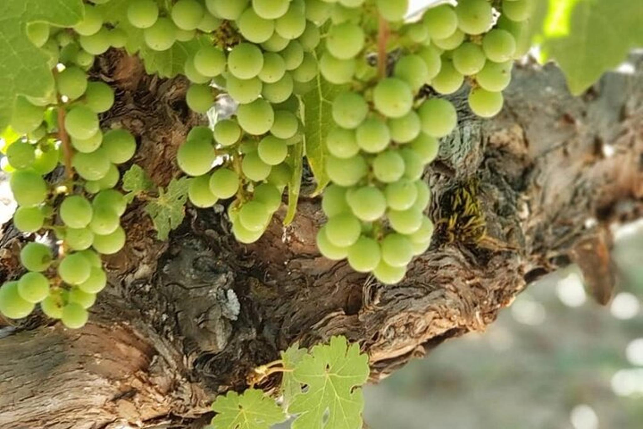 San Francisco Wine Tasting Tour in Sonoma 6 hr - Image 6