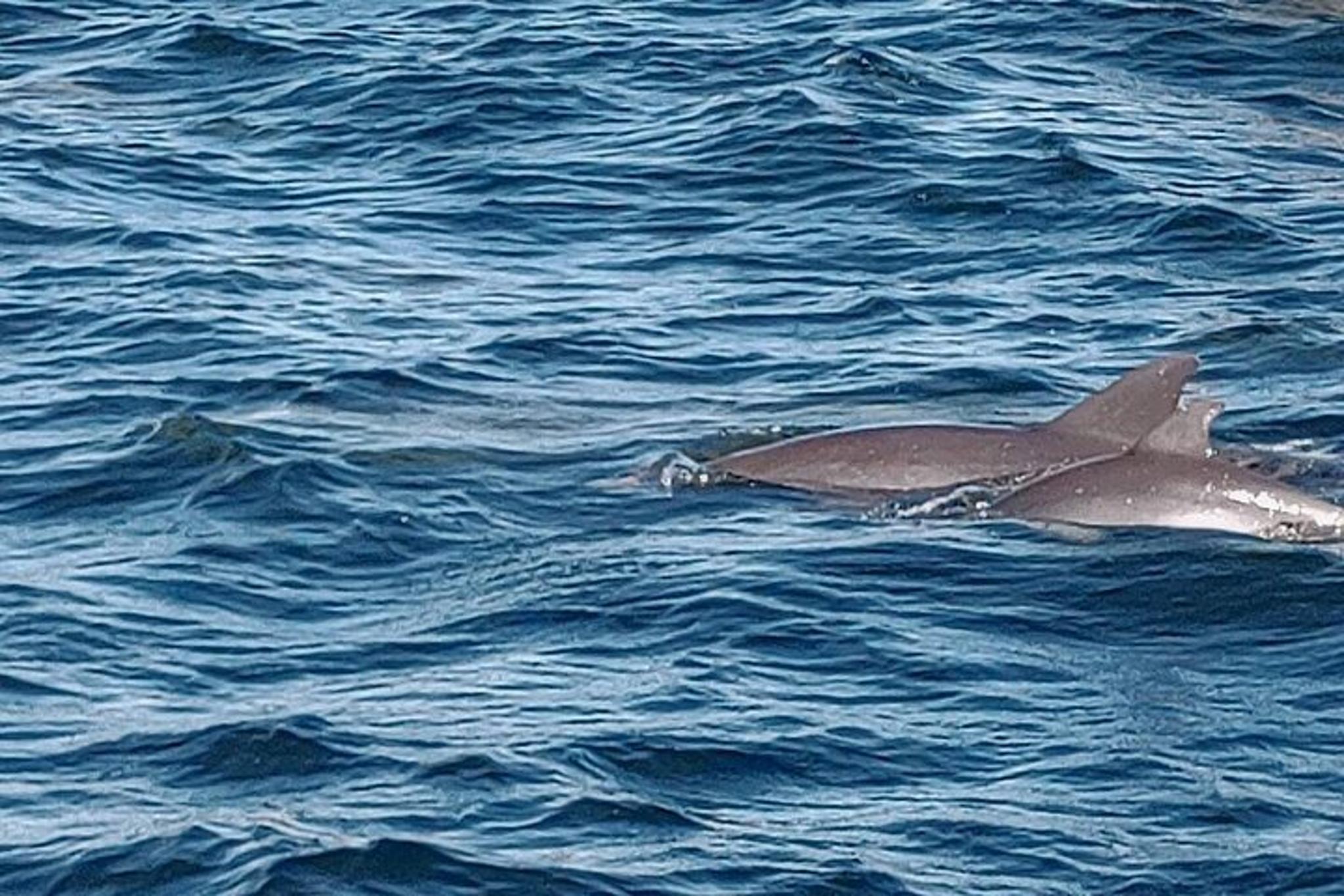 Panama City Dolphin Swim - Image 3