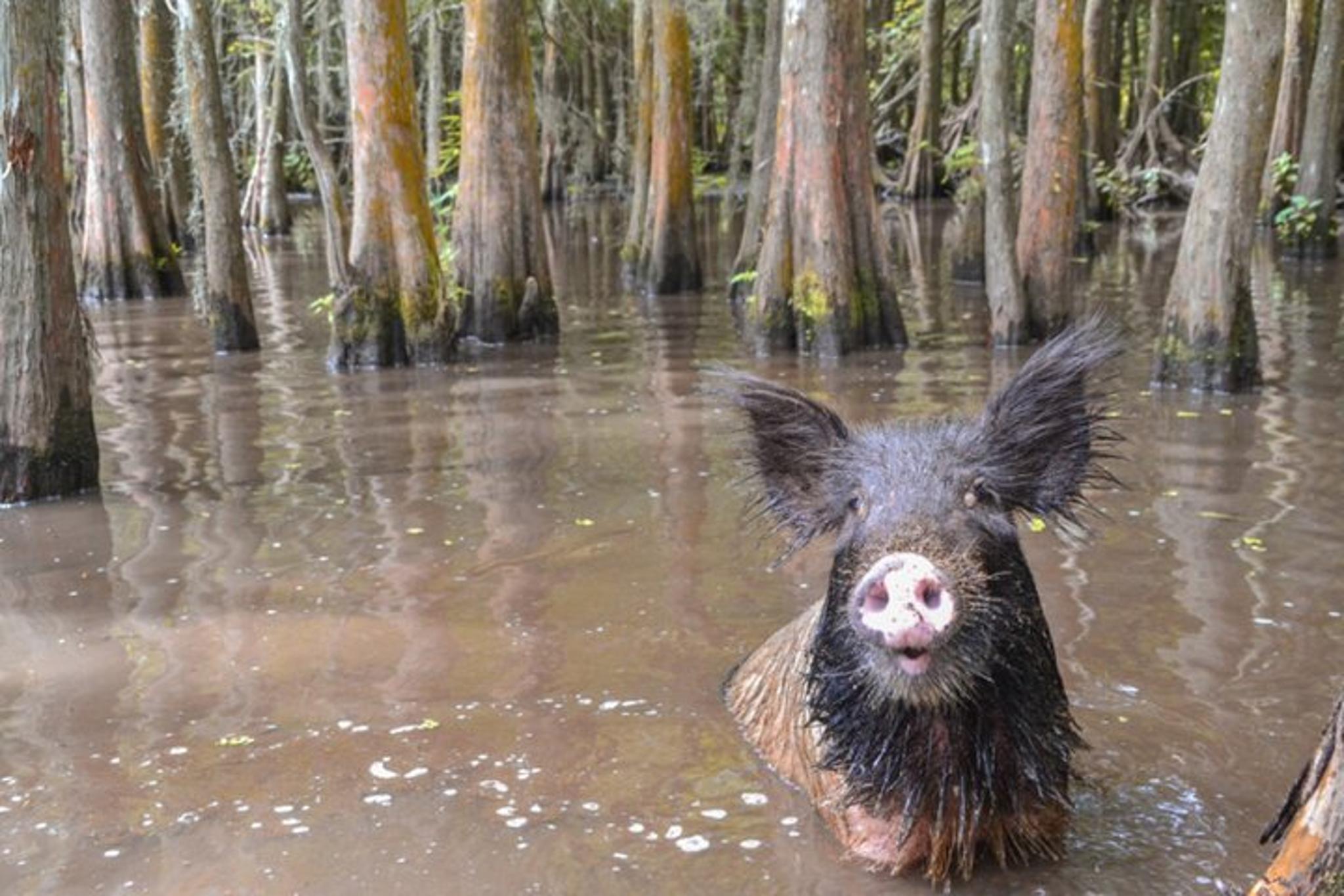 New Orleans Plantation and Airboat Swamp Tour - Image 3