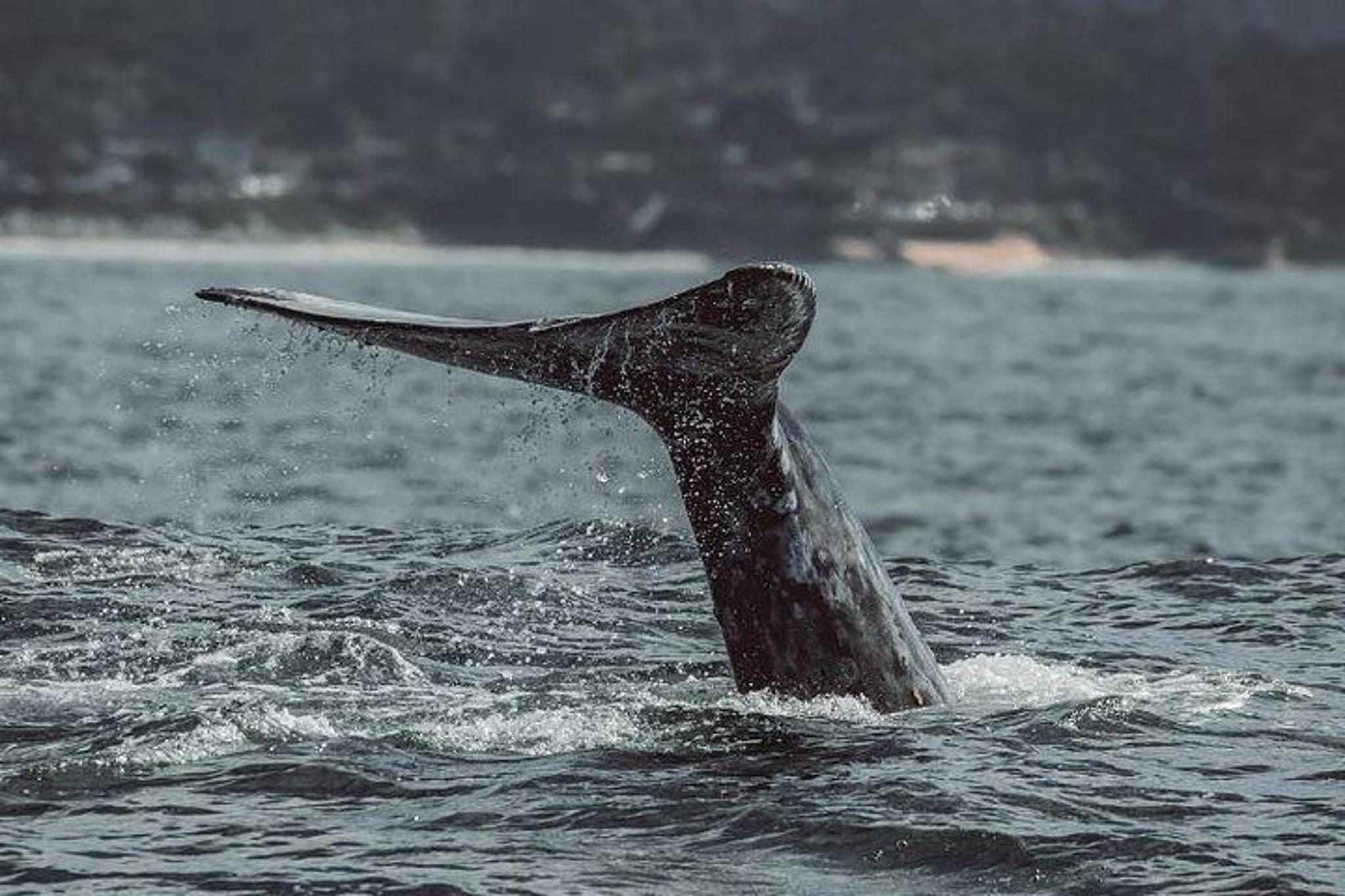 Monterey Whale Watching Tour - Image 6
