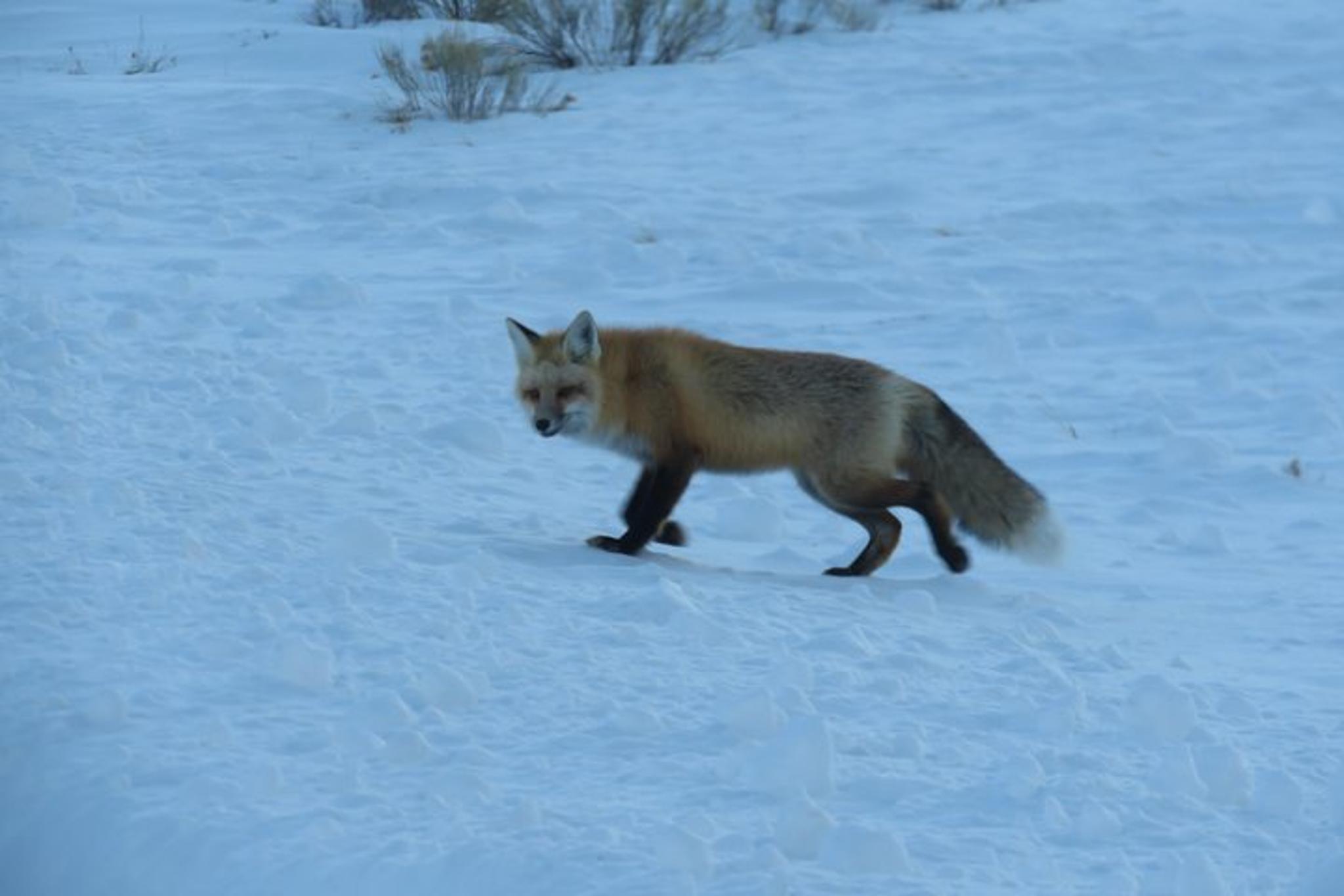 Jackson Hole Wildlife Tour - Half-Day - Image 5