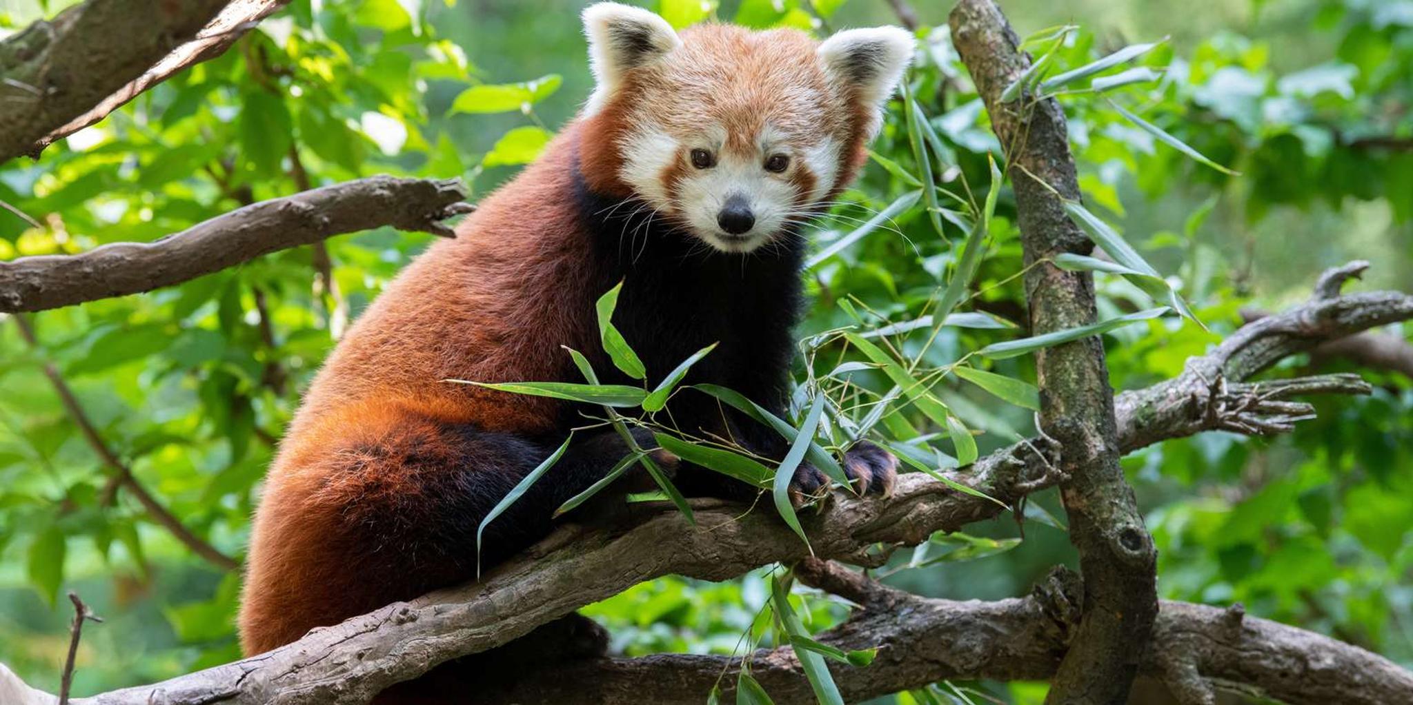 New York Central Park Zoo Entry Ticket - Image 4