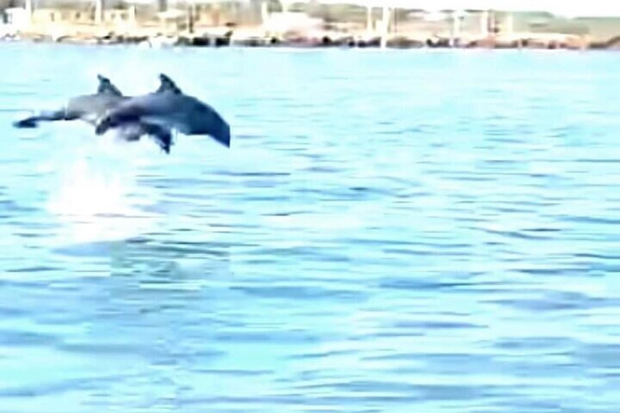 Galveston Dolphin Watching Boat Tour - Image 6