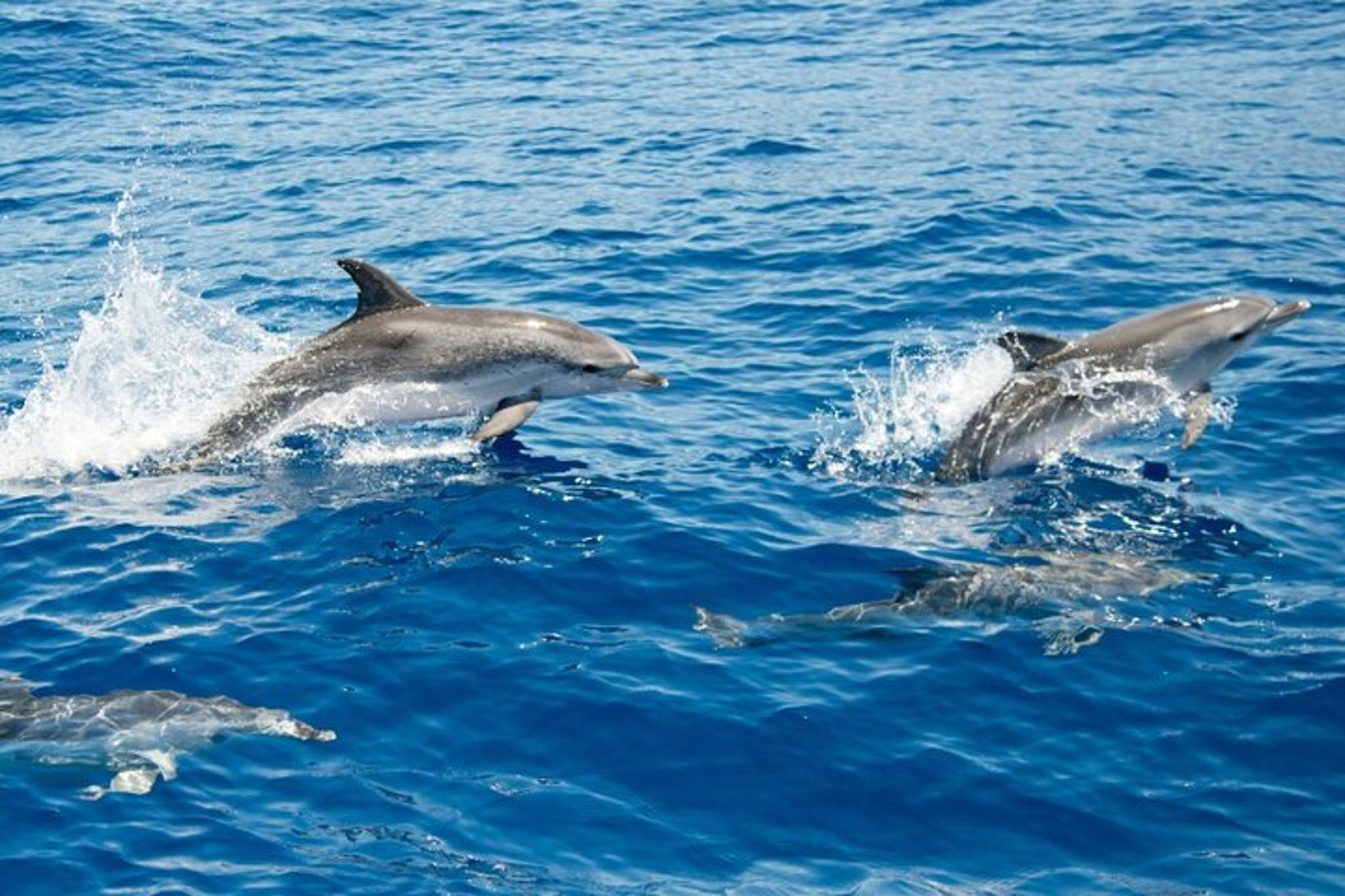 North Myrtle Beach Dolphin Tour 2 hr - Image 5
