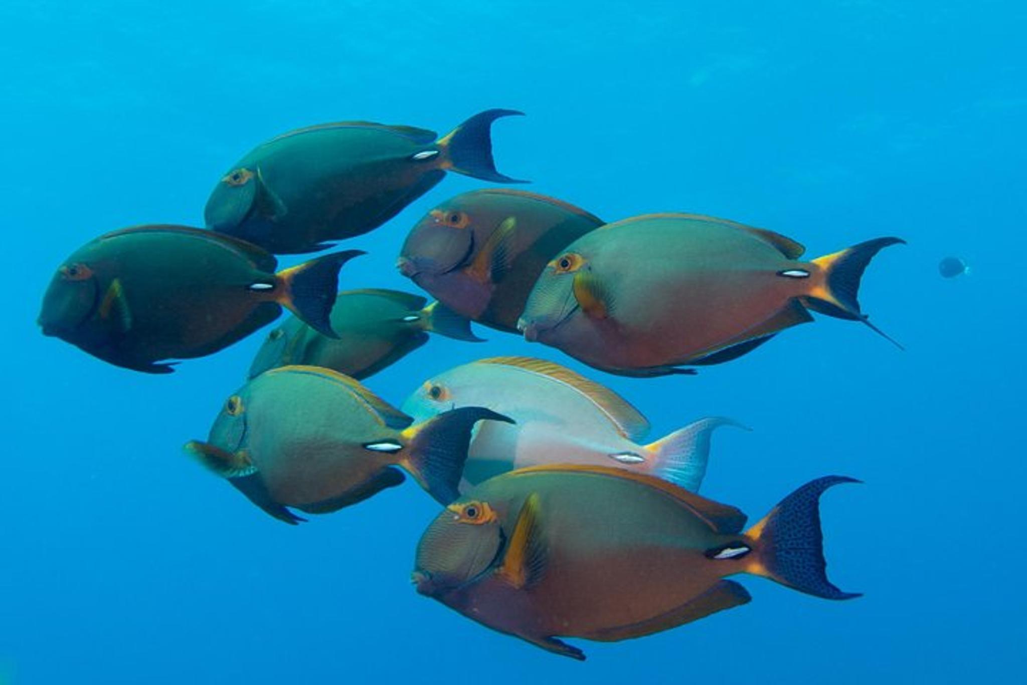 Kauai Scuba Dive Ocean Experience 2.5 Hr - Image 6