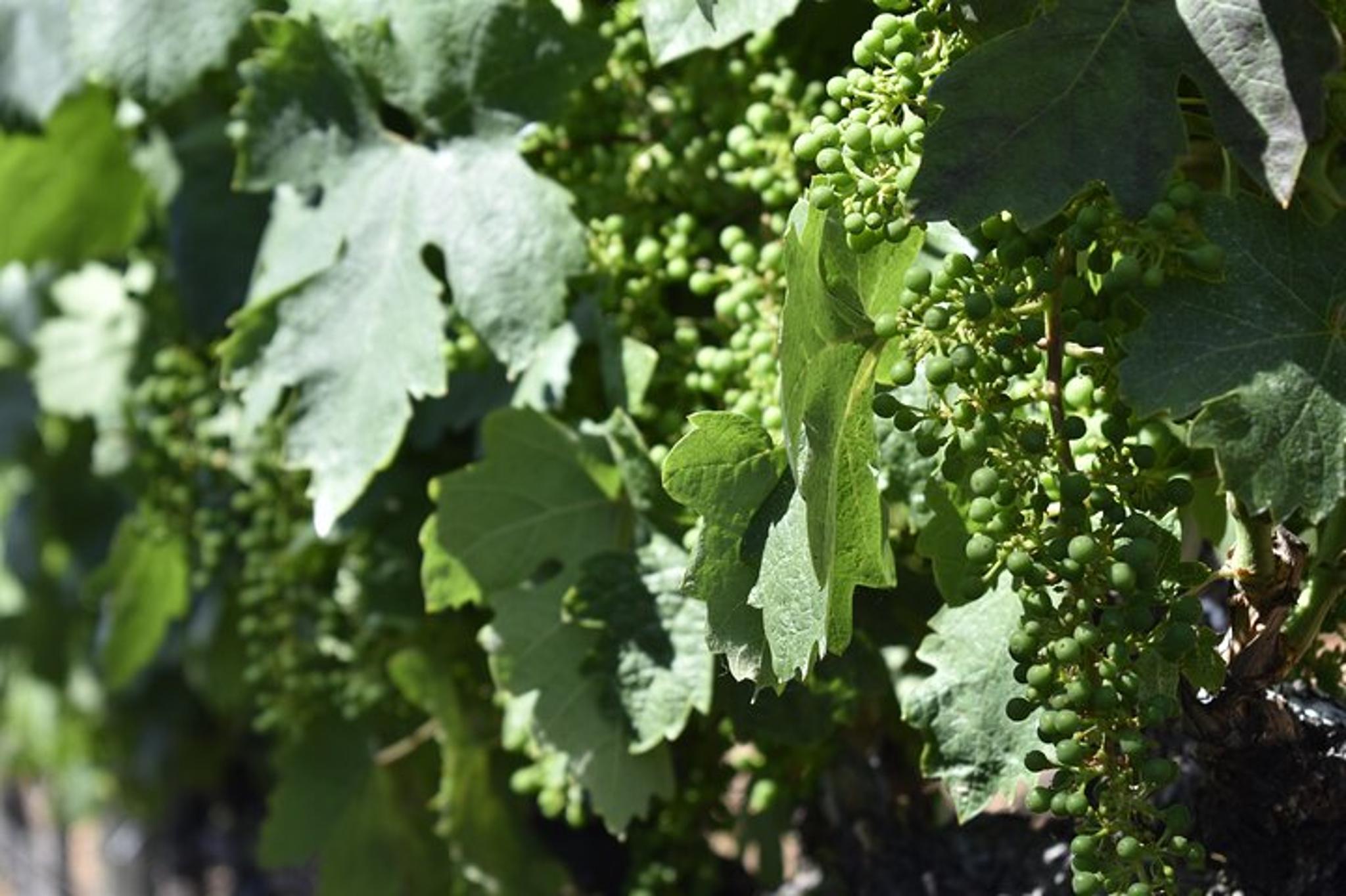Placerville Wine Tasting Tour - Image 5