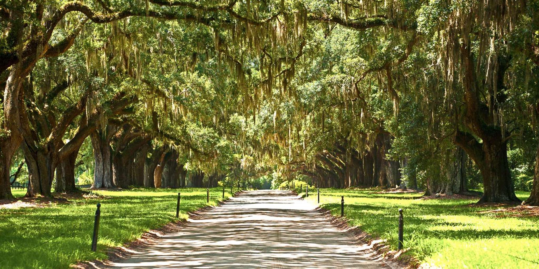 New Orleans Plantation and Swamp Tour - Image 5