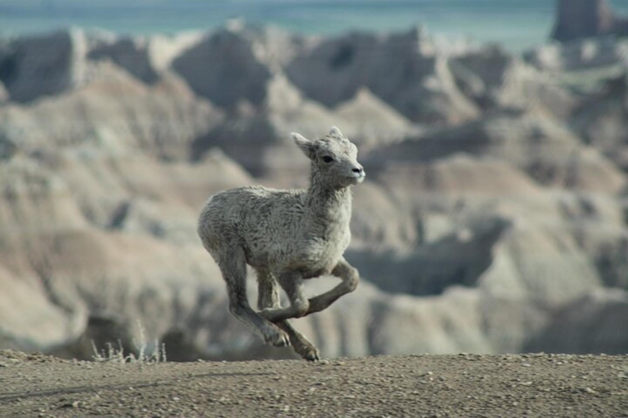 Badlands National Park Wildlife and Scenic Tour