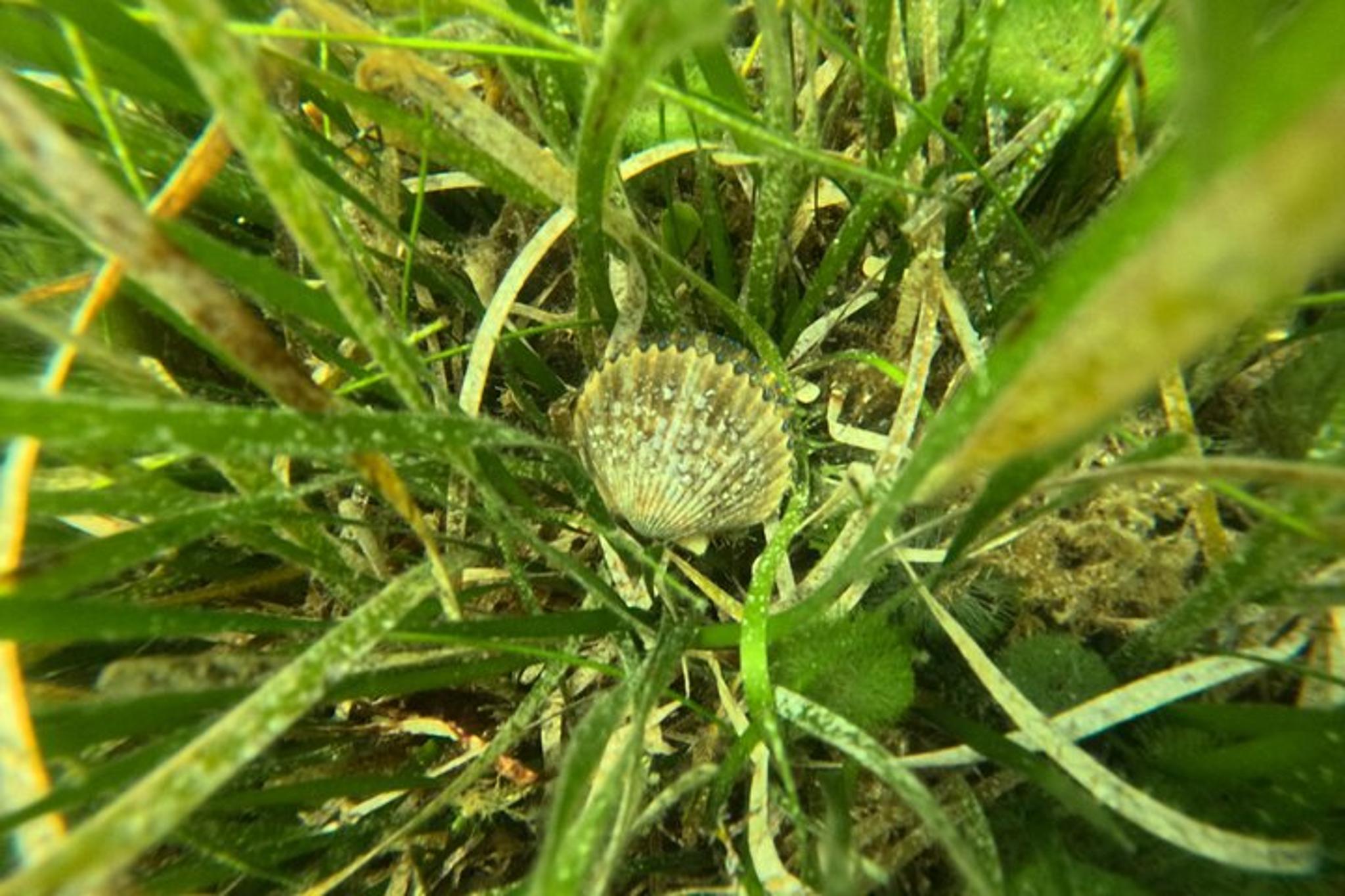 Kings Bay Scallop Tour - Image 2