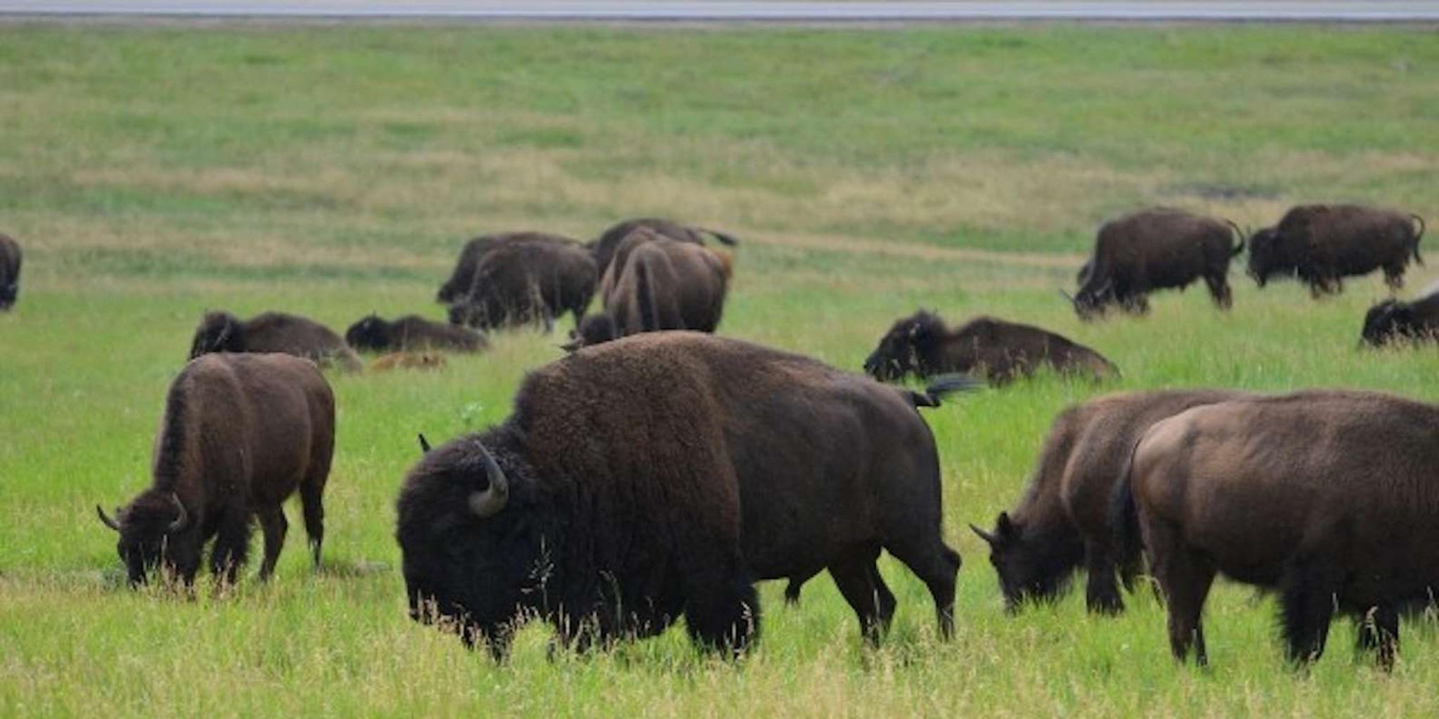 Custer State Park Jeep Safari & Mammoth Site Tour - Image 2