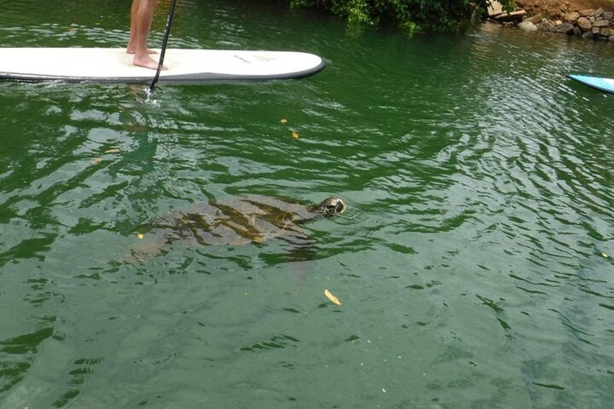 Haleiwa Stand Up Paddle Nature and Turtle Tour - Image 4