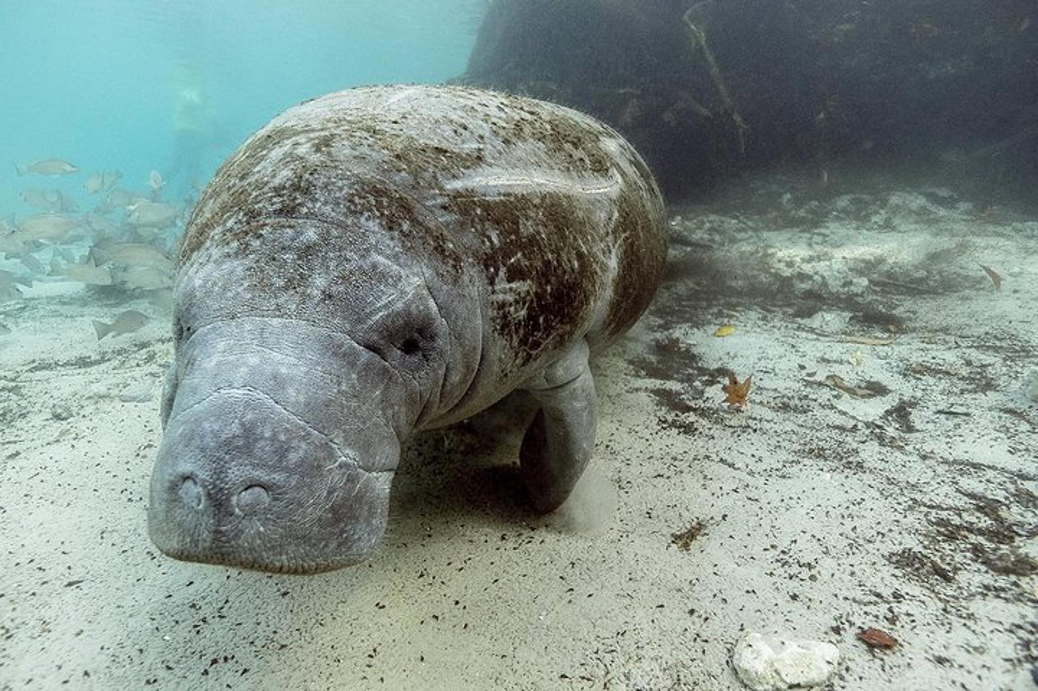 Crystal River Manatee Tour with Divemaster 3 hr - Image 1