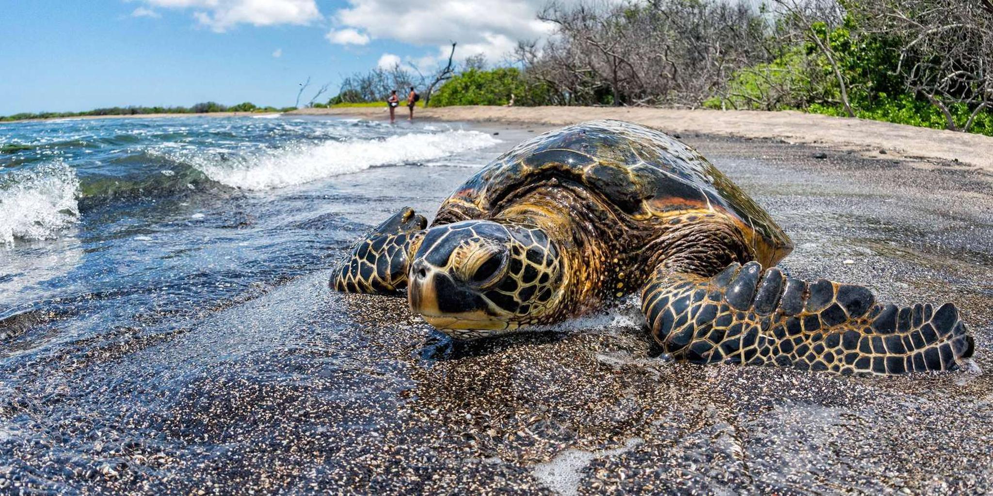 Kona Coffee and Sea Turtles Tour - Image 1