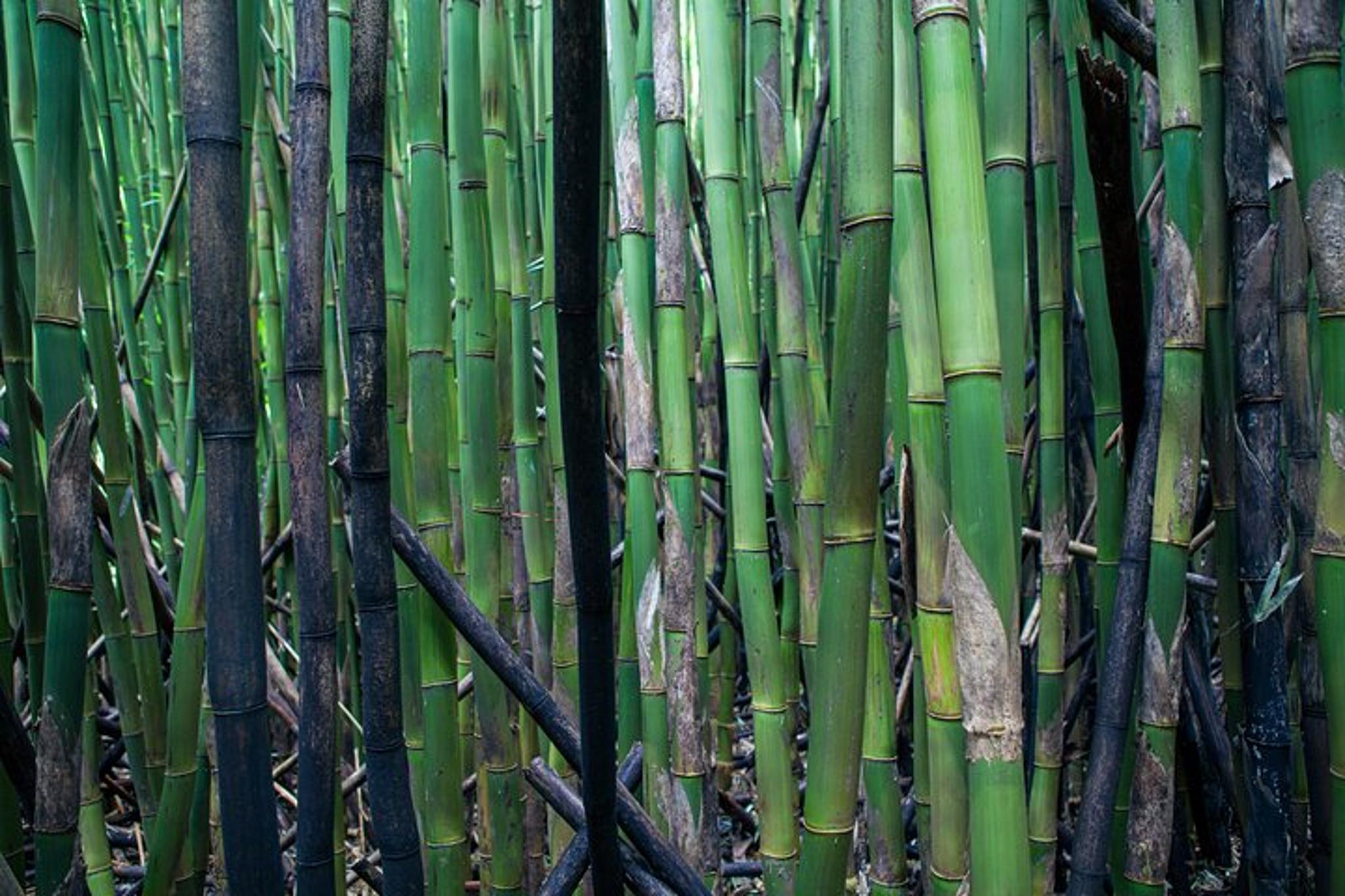 Maui Road to Hana Adventure with Farm-to-Table Lunch - Image 5