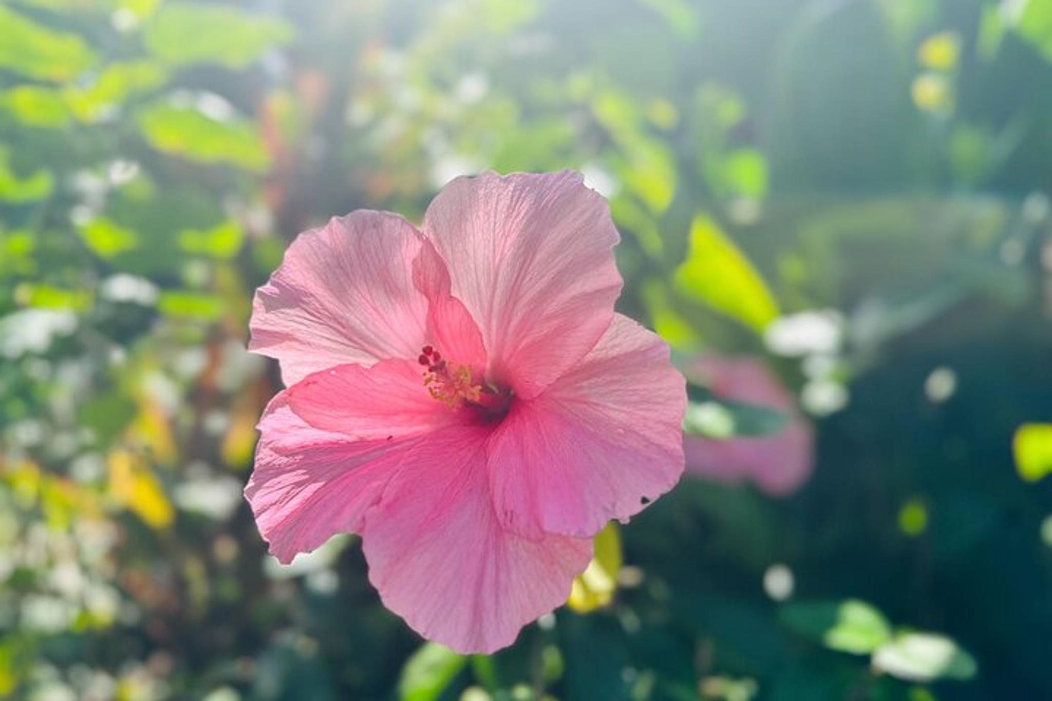 Hawaii Sightseeing Tour - Image 4