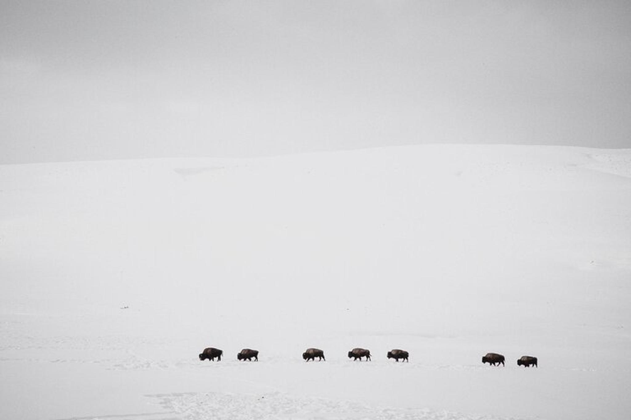 Bozeman Snowshoe Safari in Yellowstone - Image 2