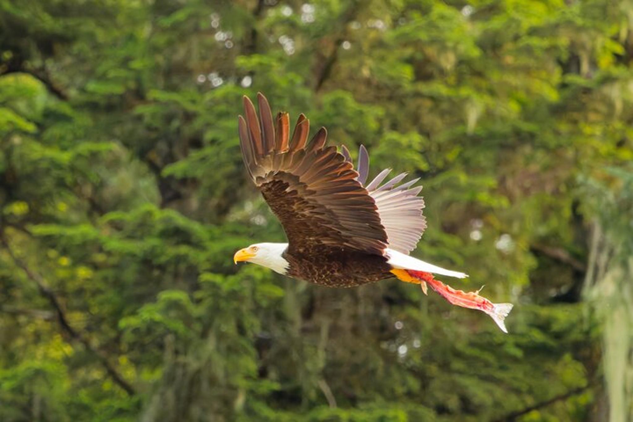 Ketchikan Wildlife Safari and Sightseeing Tour 2.5 hr - Image 6