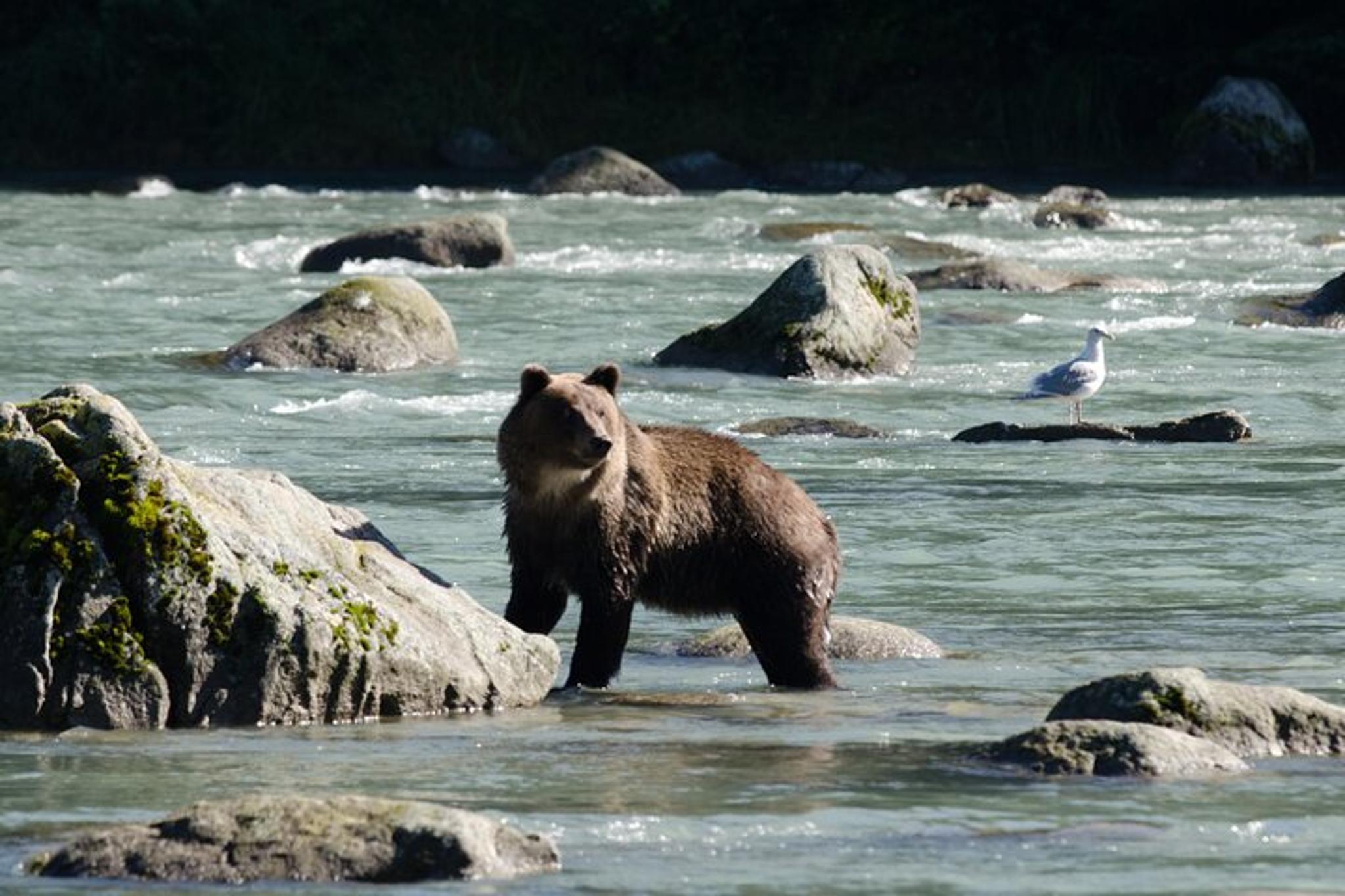 Chilkoot Lake Nature and Wildlife Viewing