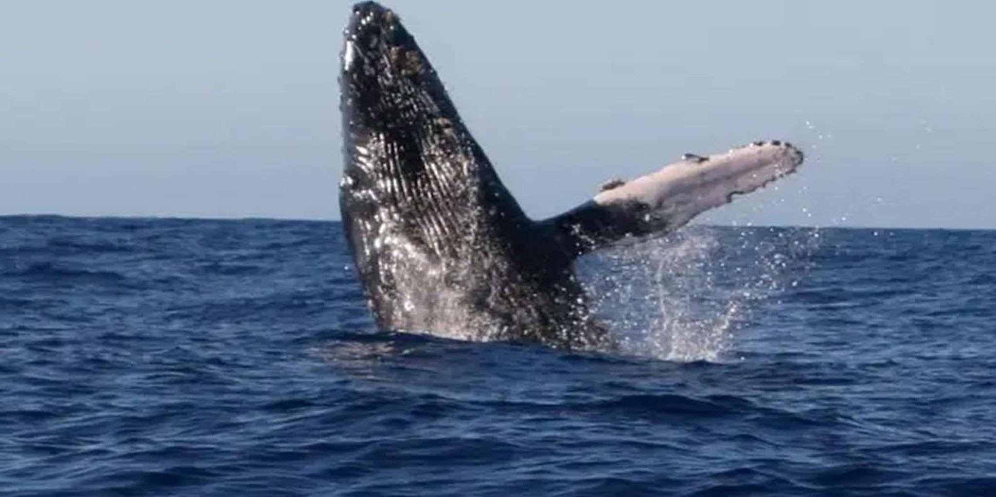 Kona Dolphin & Whale Watching Tour