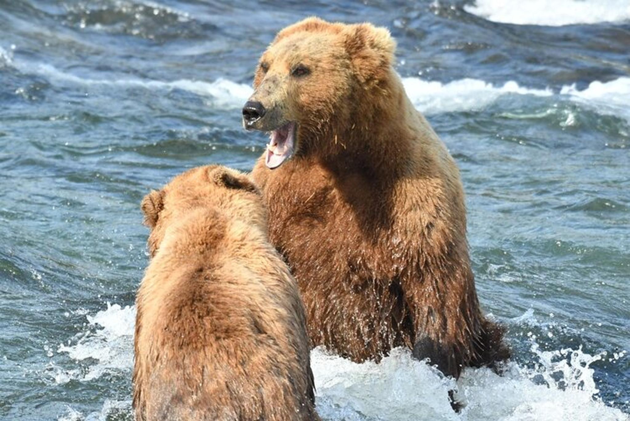 Katmai National Park Bear Viewing at Brooks Falls