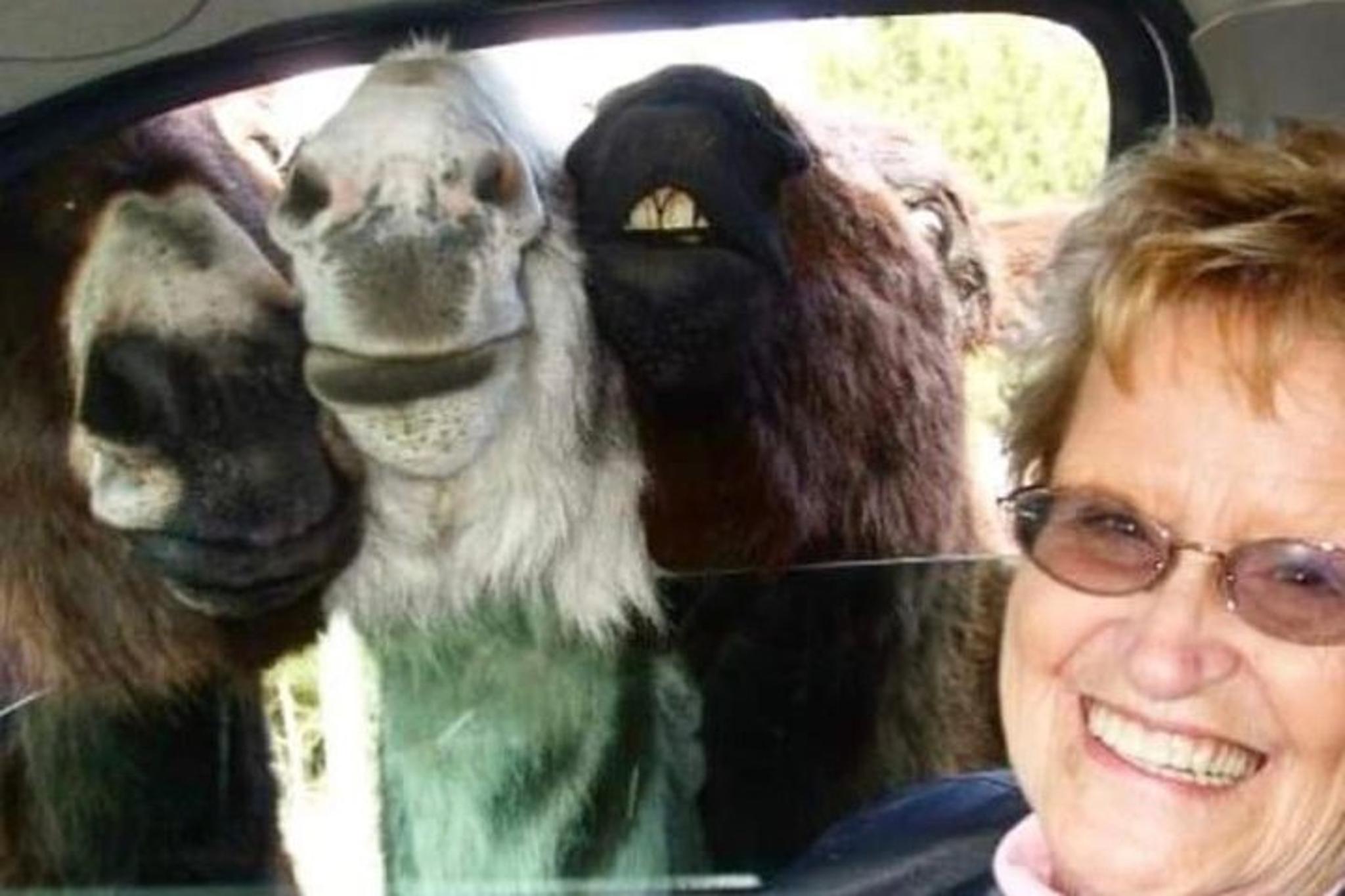 South Dakota Monument Tour: Mt Rushmore & Crazy Horse - Image 5