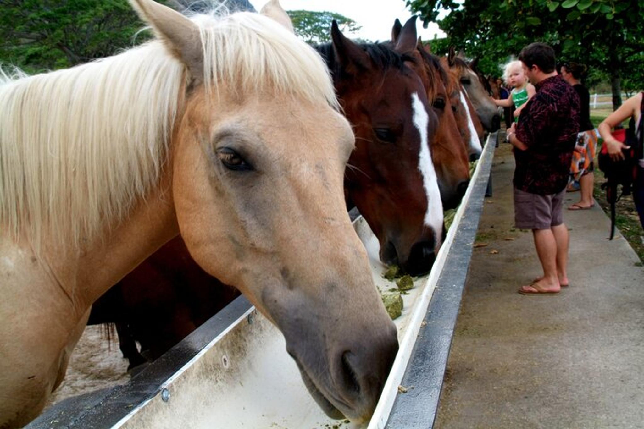 Kaneohe Horseback Riding Tour 2 hr