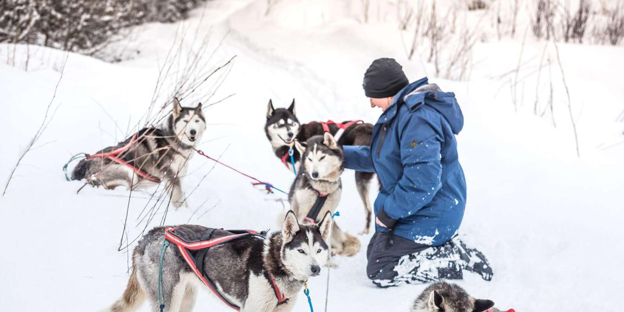 Fairbanks Dog Sledding Adventure - Image 2