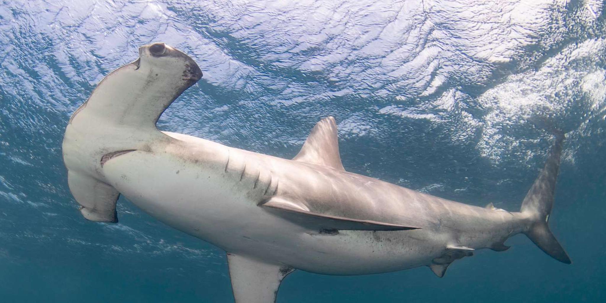 West Palm Beach Shark Snorkel Adventure - Image 5