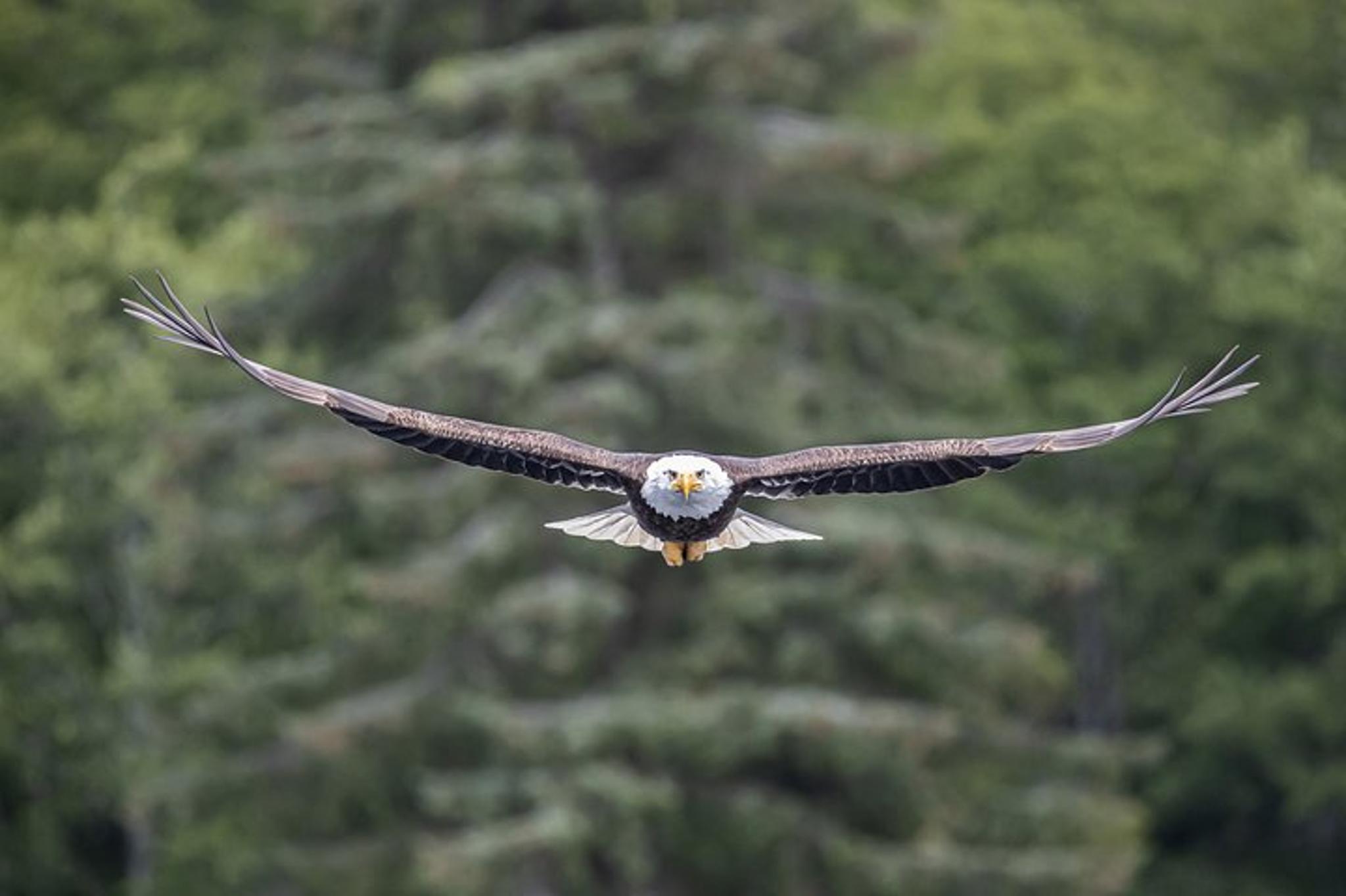 Ketchikan Whales and Wildlife Excursion - Image 3