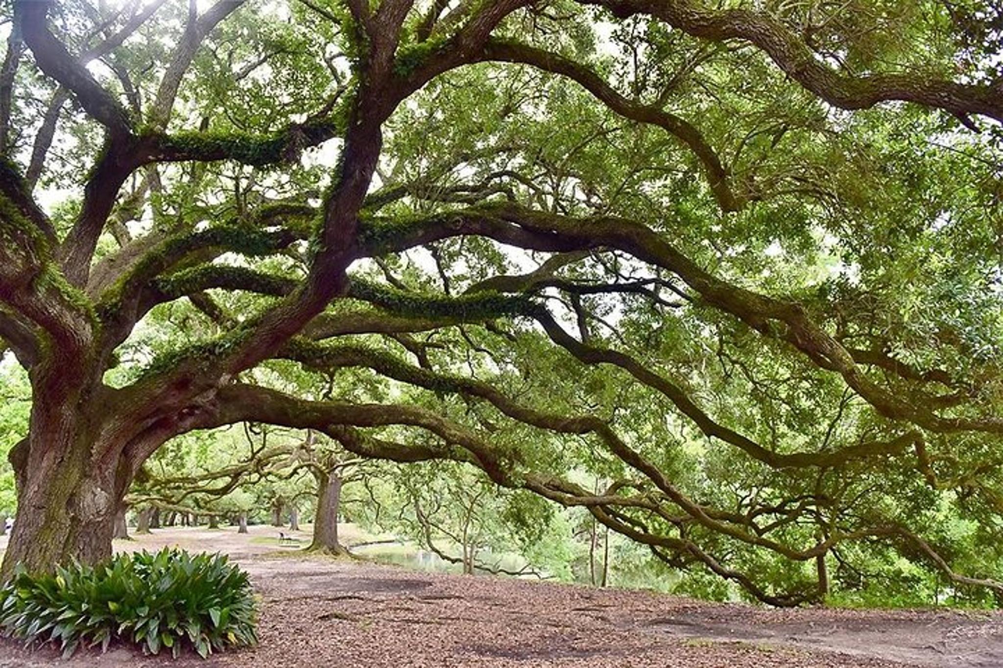 New Orleans Private City Tour - Image 5