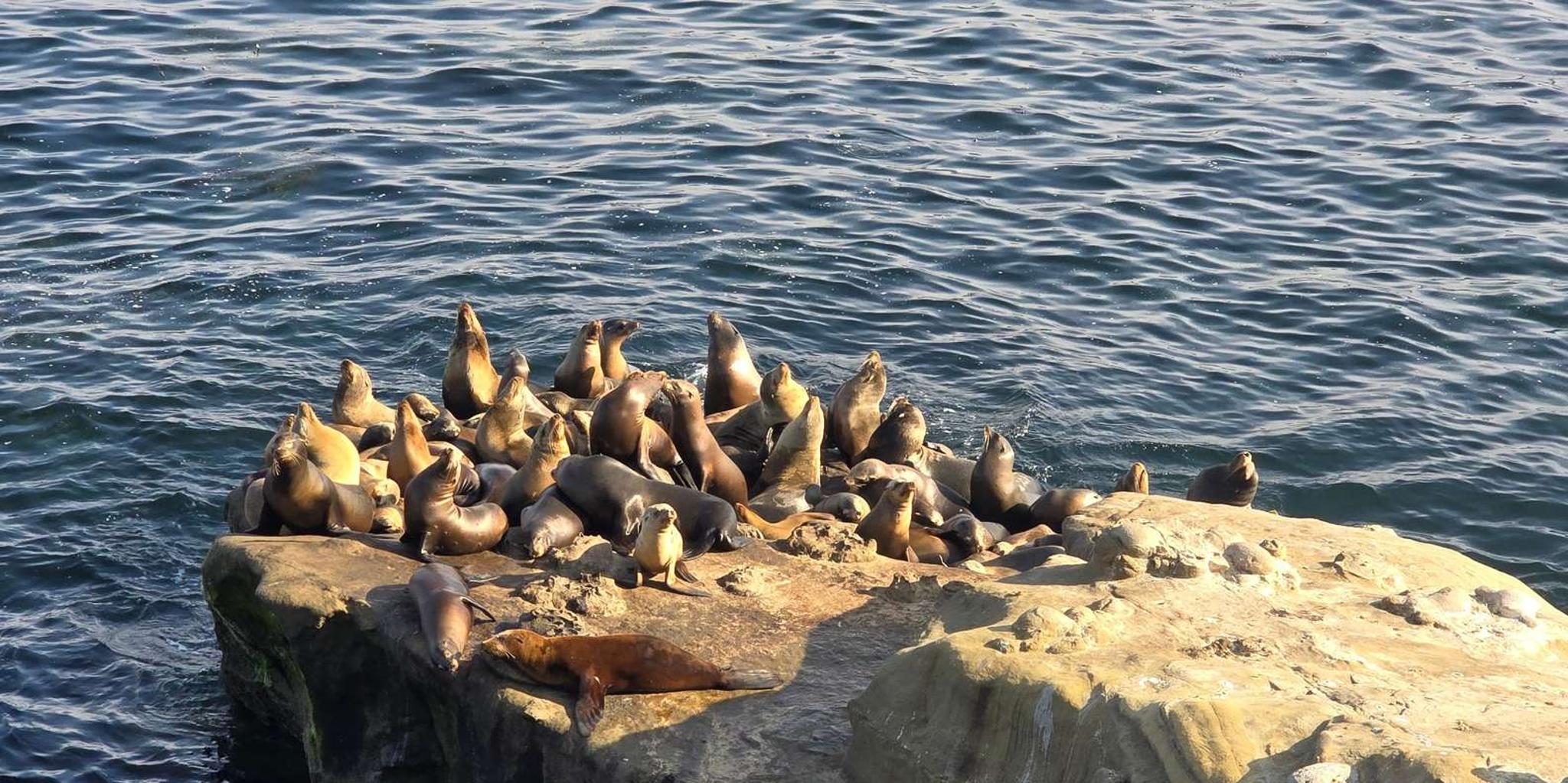 San Diego Guided Day Trip from Orange County - Image 2