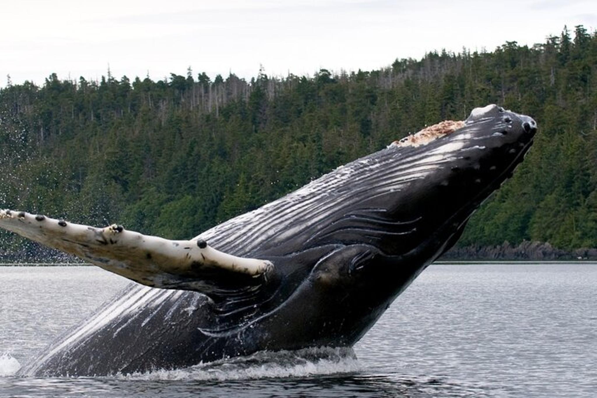 Ketchikan Wildlife and Sightseeing Tour
