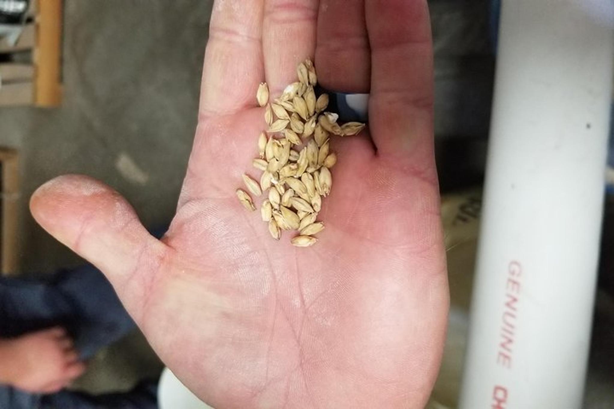 Arizona Brewery and Vineyard Tour - Image 3