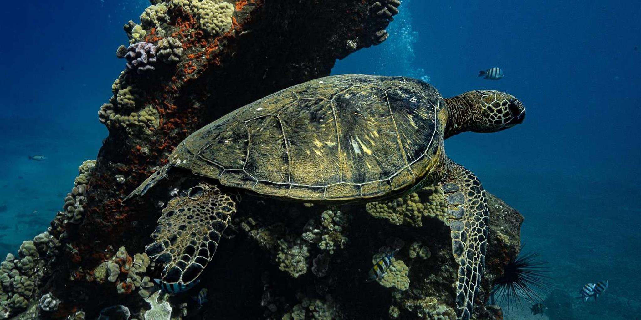 Maui Turtle Town Sunset Snorkel - Image 3