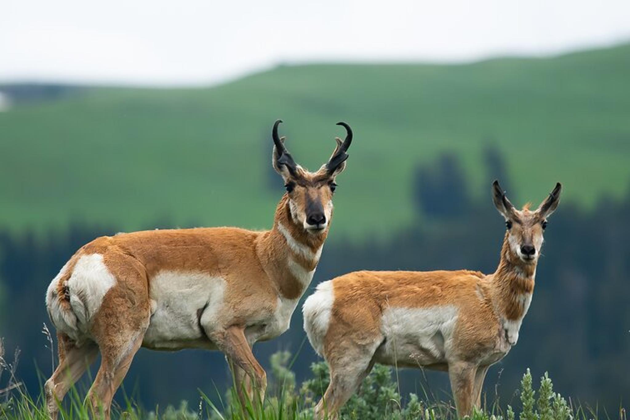 Grand Teton Wildlife Adventure at Sunrise - Image 3
