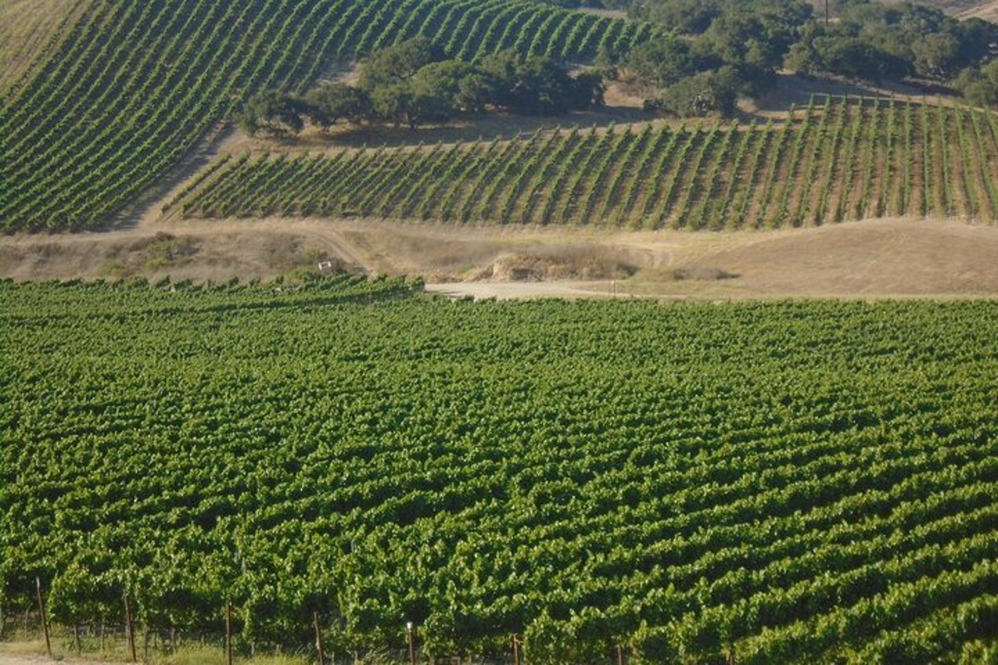 Santa Barbara Wine Tour - Image 2