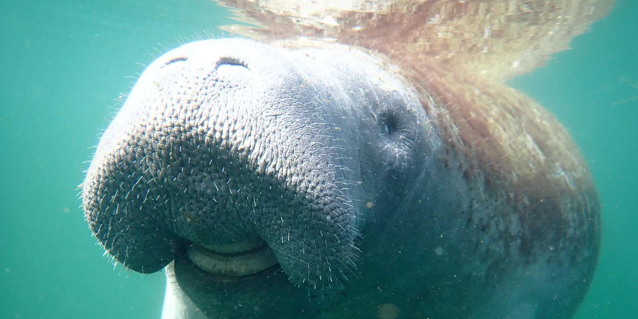 Crystal River Manatee Snorkeling Tour - Image 3