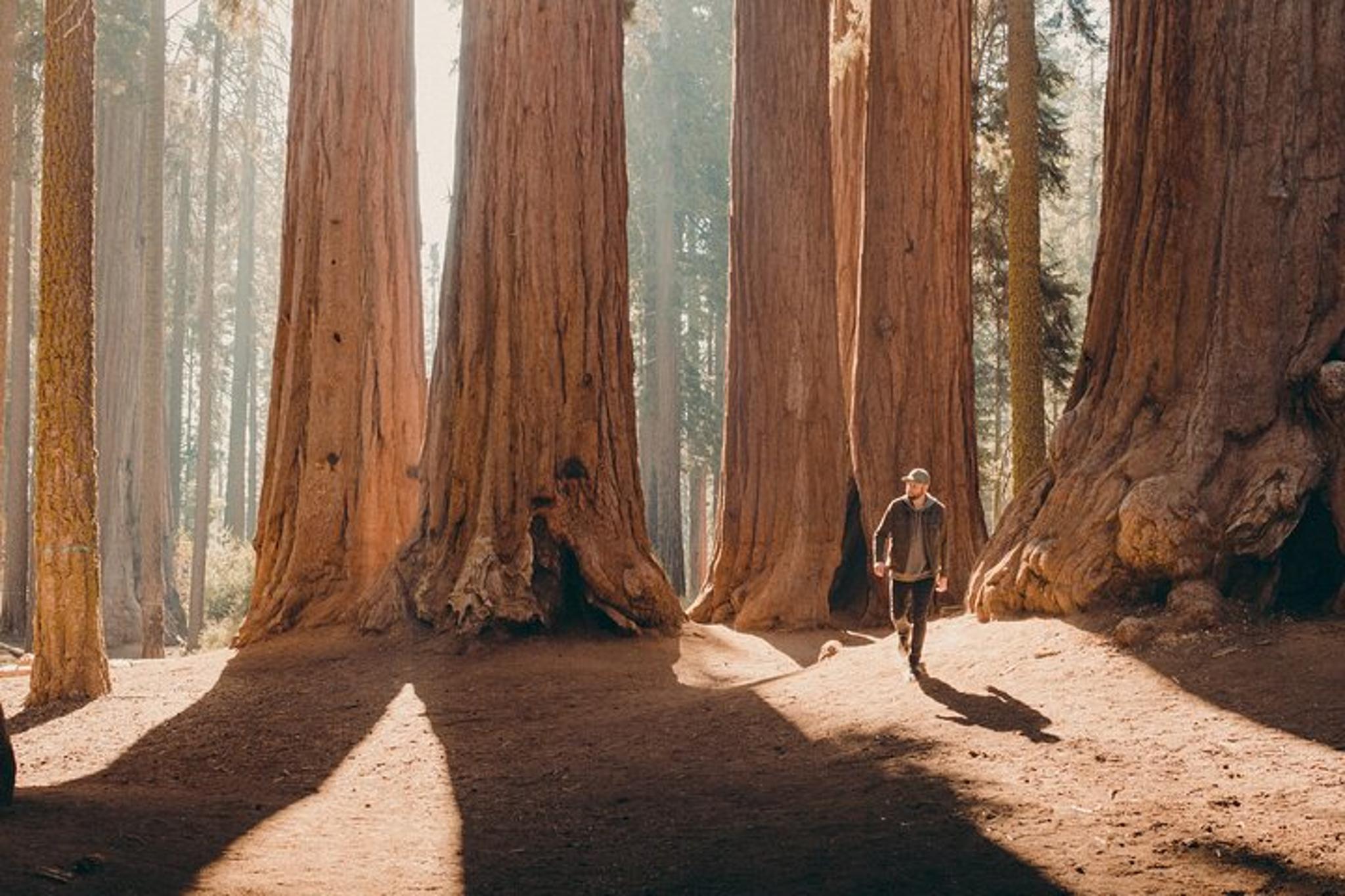 Sequoia Private Tour & Hike