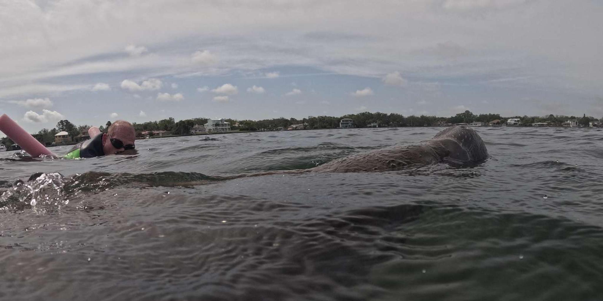 Crystal River Manatee Swim Tour with Free Photos - Image 5
