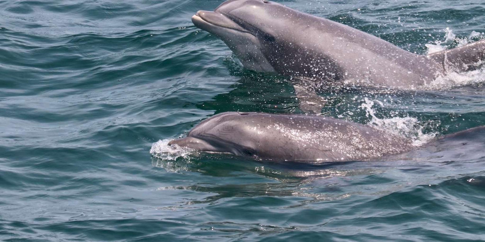 Cape May Dolphin Watching Sunset Cruise - Image 4