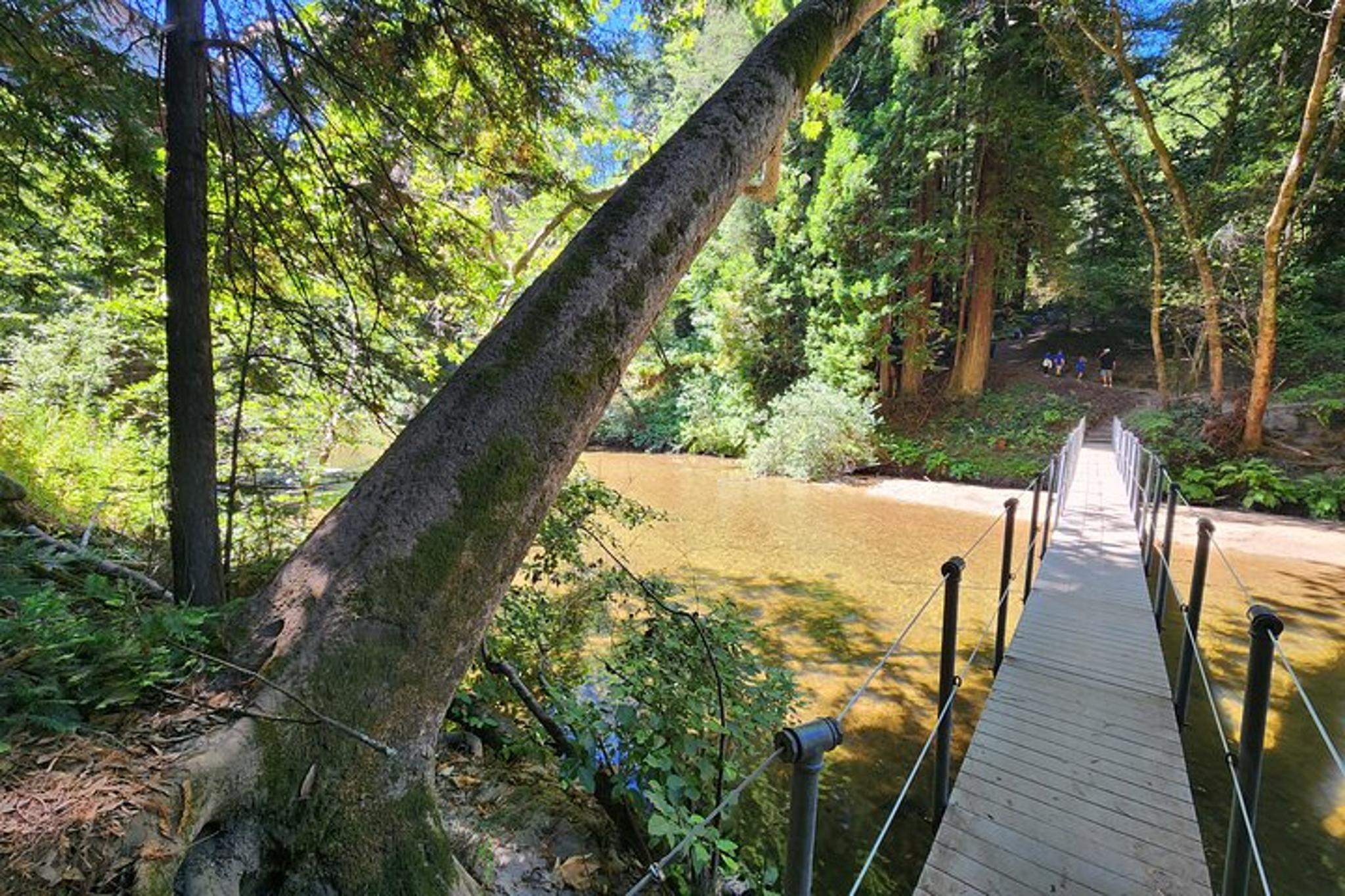 San Francisco Train Ride Adventure through Redwoods - Image 3