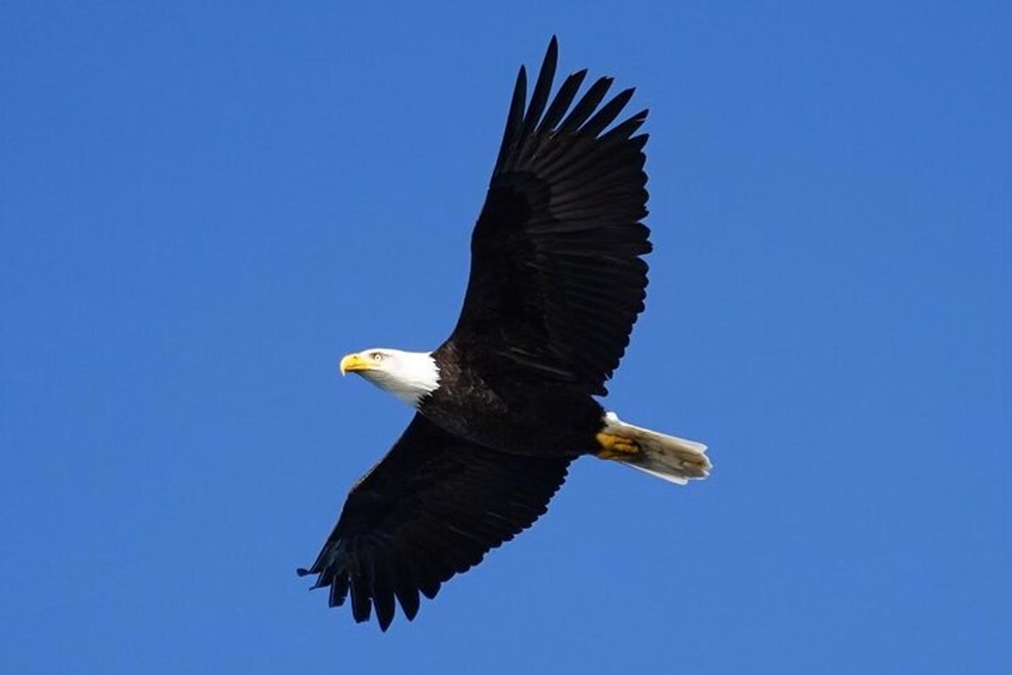 Sitka Whale Watching Wildlife Excursion - Image 4
